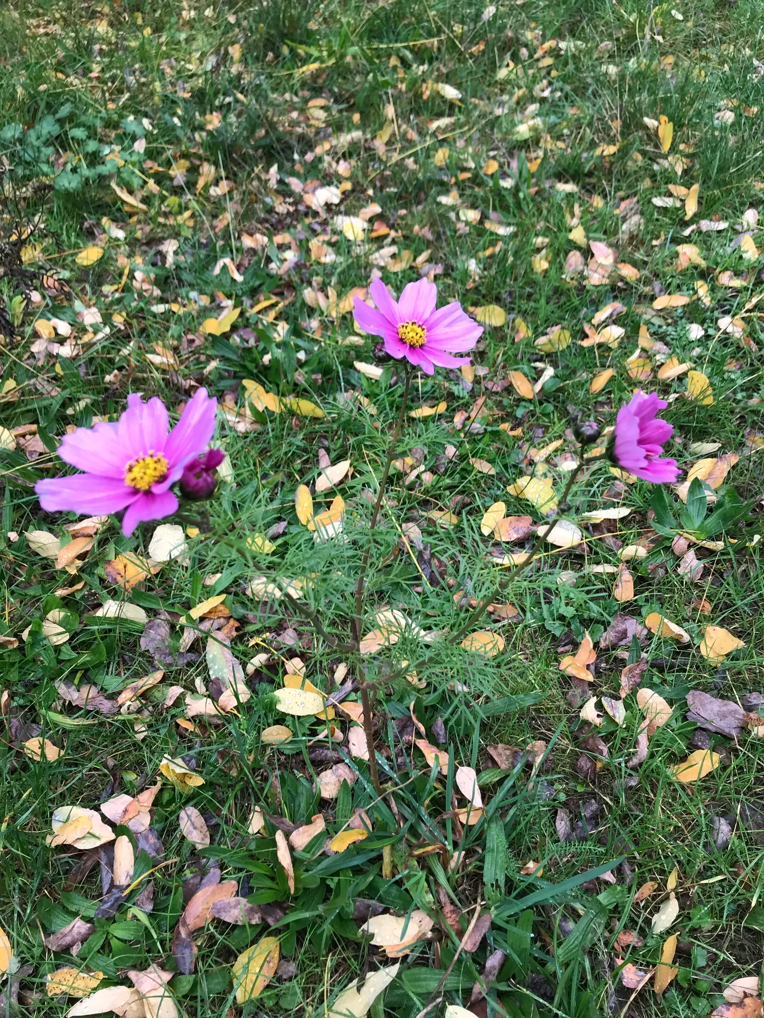 Annual Cosmos (Cosmos Bipinnatus) — from pure white to soft pinks; finely-divided leaves are an attractive deep green, image 144