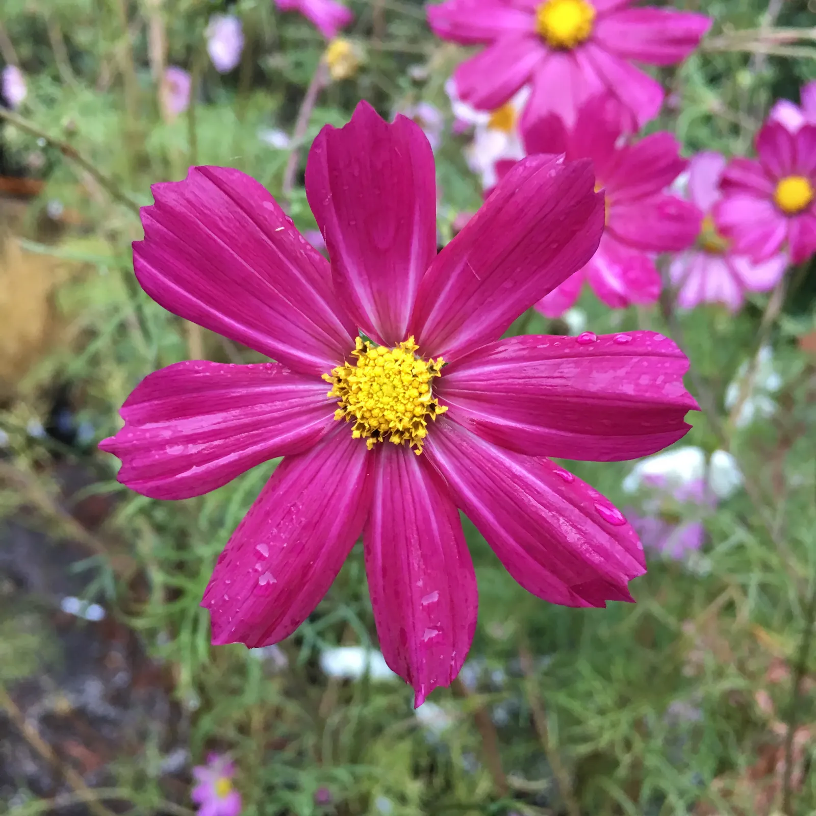 Annual Cosmos (Cosmos Bipinnatus) — affectionately known as Cosmos bipinnatus