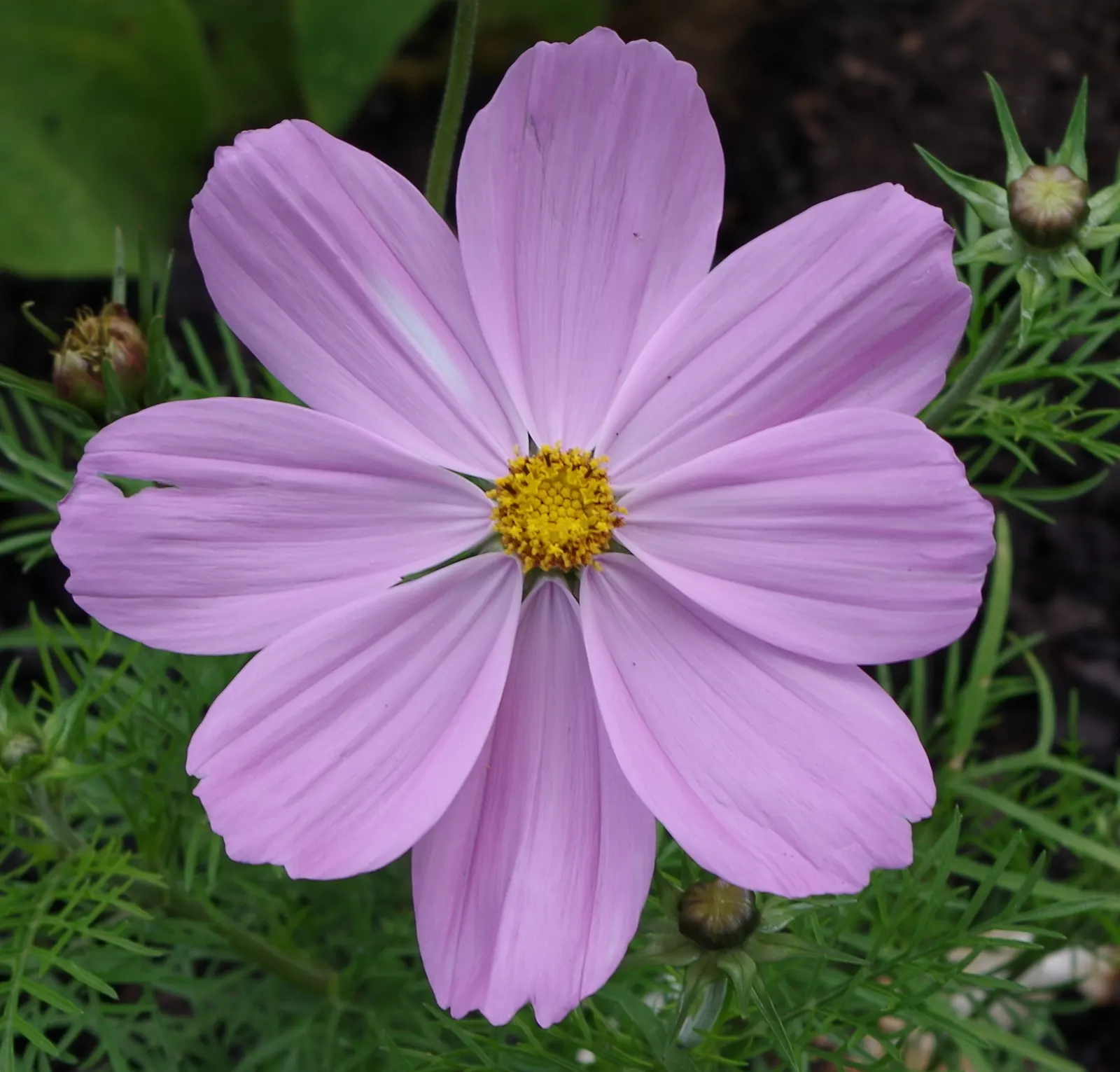 Annual Cosmos (Cosmos Bipinnatus) — well-drained soils; however; they complete their life cycle within one growing season, image 84