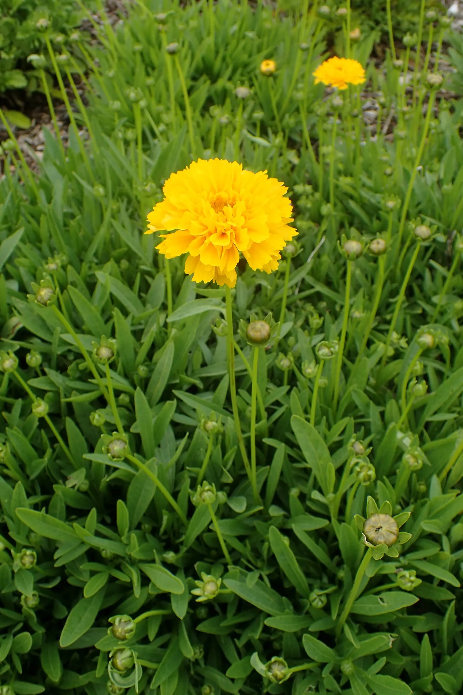 Early Sunrise Coreopsis (Coreopsis Grandiflora 'Early Sunrise') — double golden-yellow blossoms