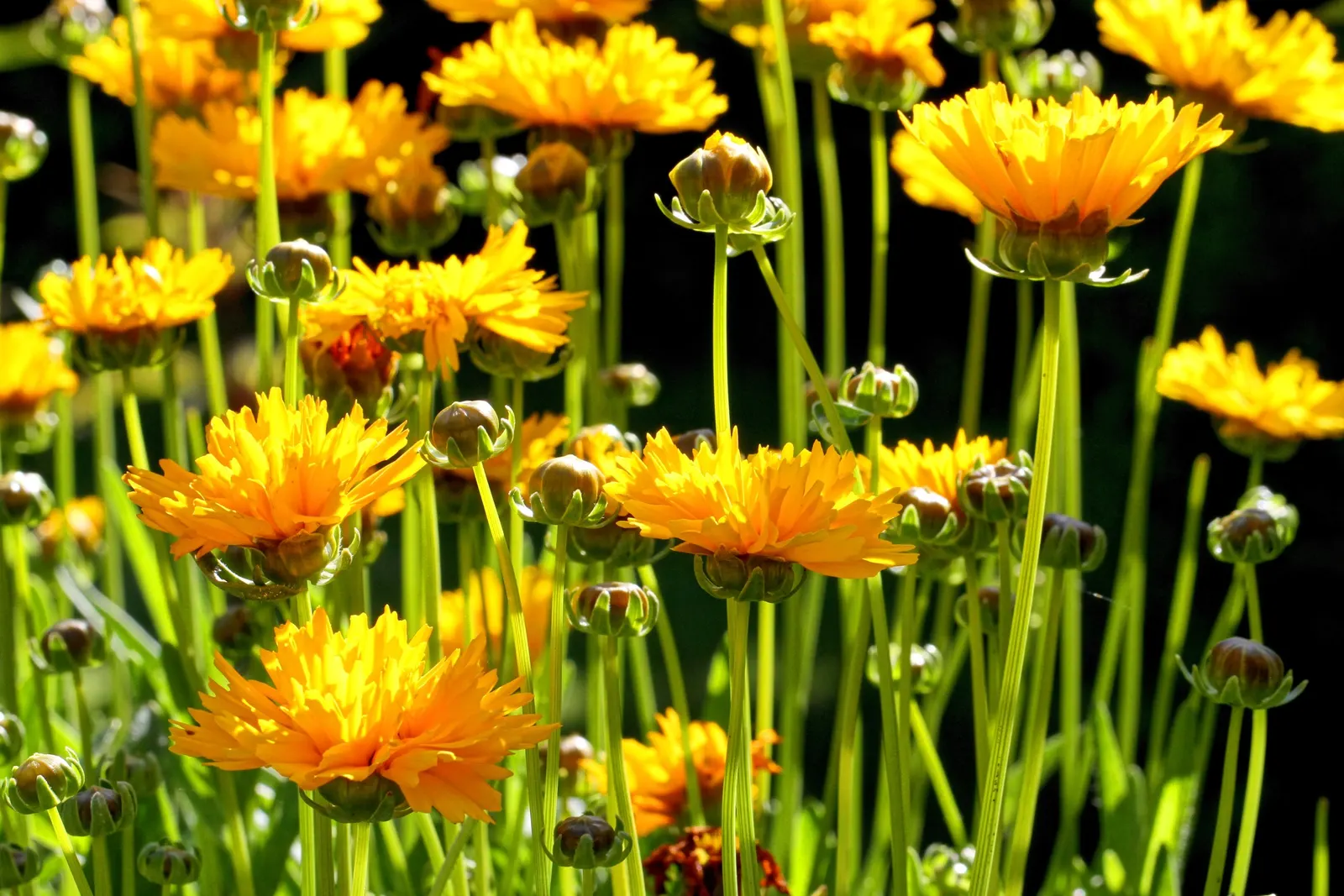 Early Sunrise Coreopsis (Coreopsis Grandiflora 'Early Sunrise') — The Early Sunrise Coreopsis (Coreopsis grandiflora 'Early Sunrise') is a vibrant, sun-loving