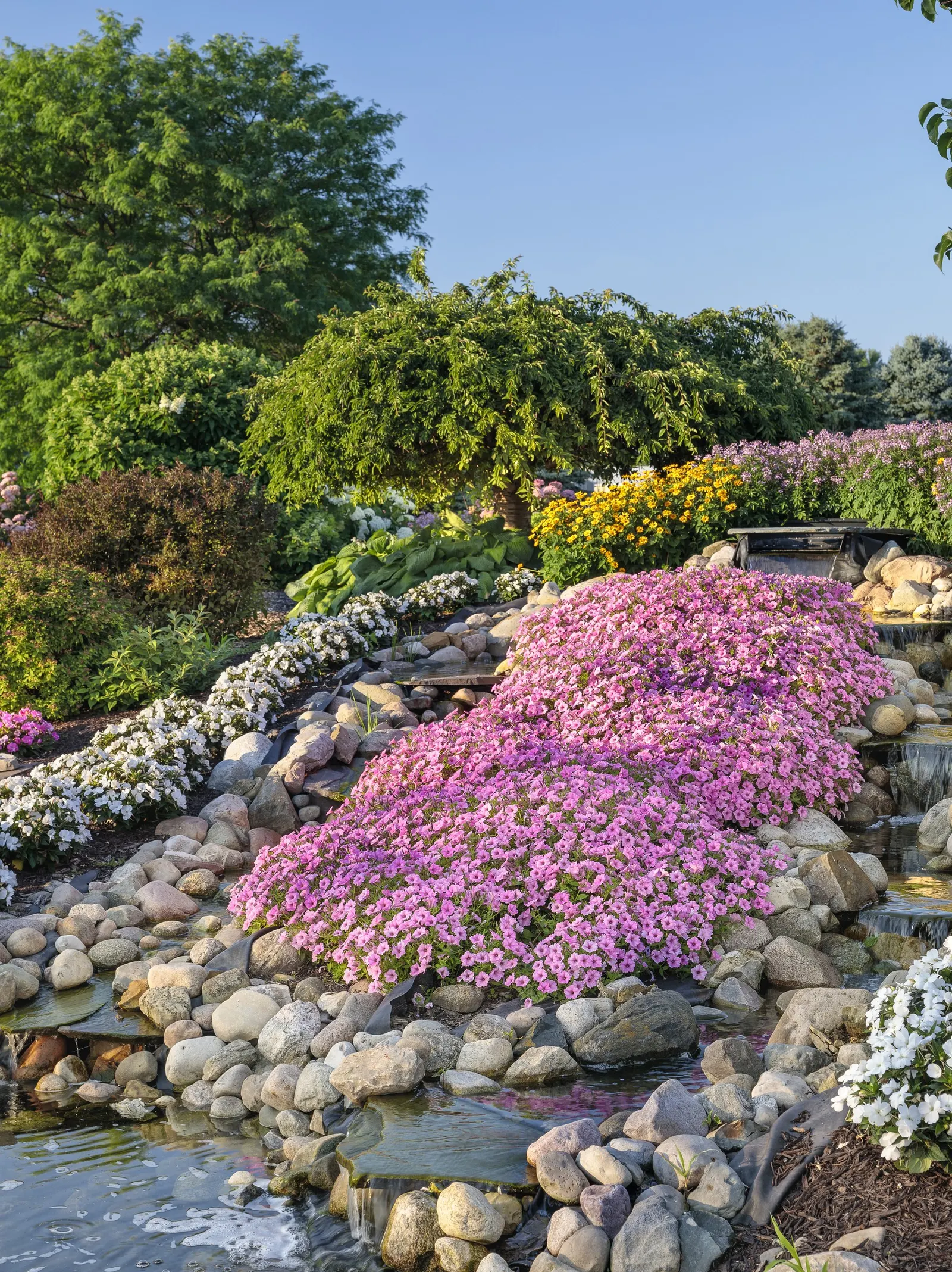 Bubblegum® II Petunia — These are heat tolerant plants; your plant will take a week to recover from the trim, image 68