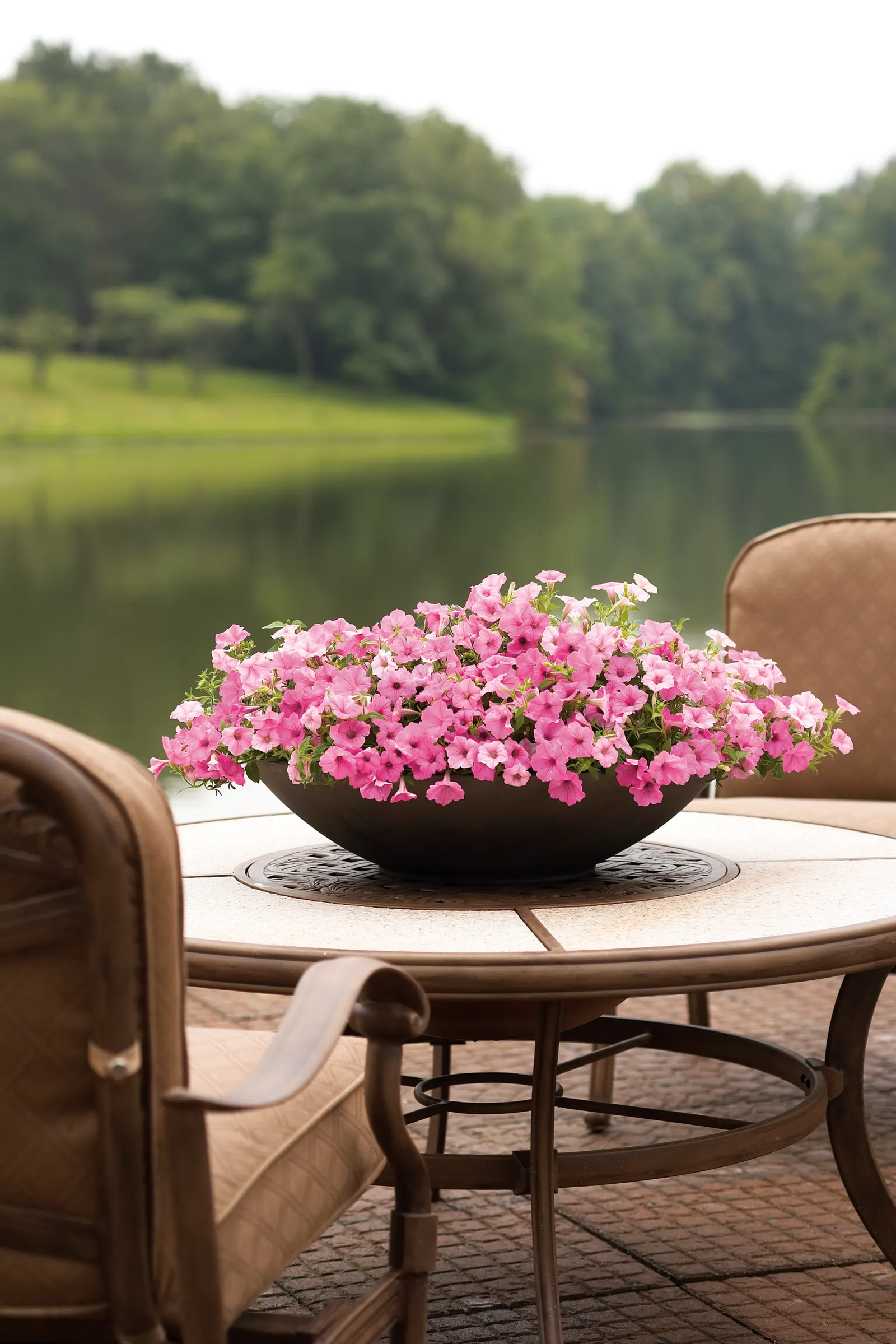 Bubblegum® II Petunia — Supertunias are heavy feeders, but a single dose is usually sufficient for landscape beds in most climates; your plant will, image 72