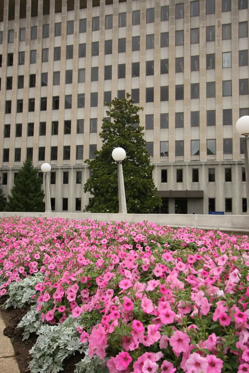 Bubblegum® II Petunia — but the end result is a fuller plant with more blooms going forward; but with consistently bright bubblegum pink flowers., image 82
