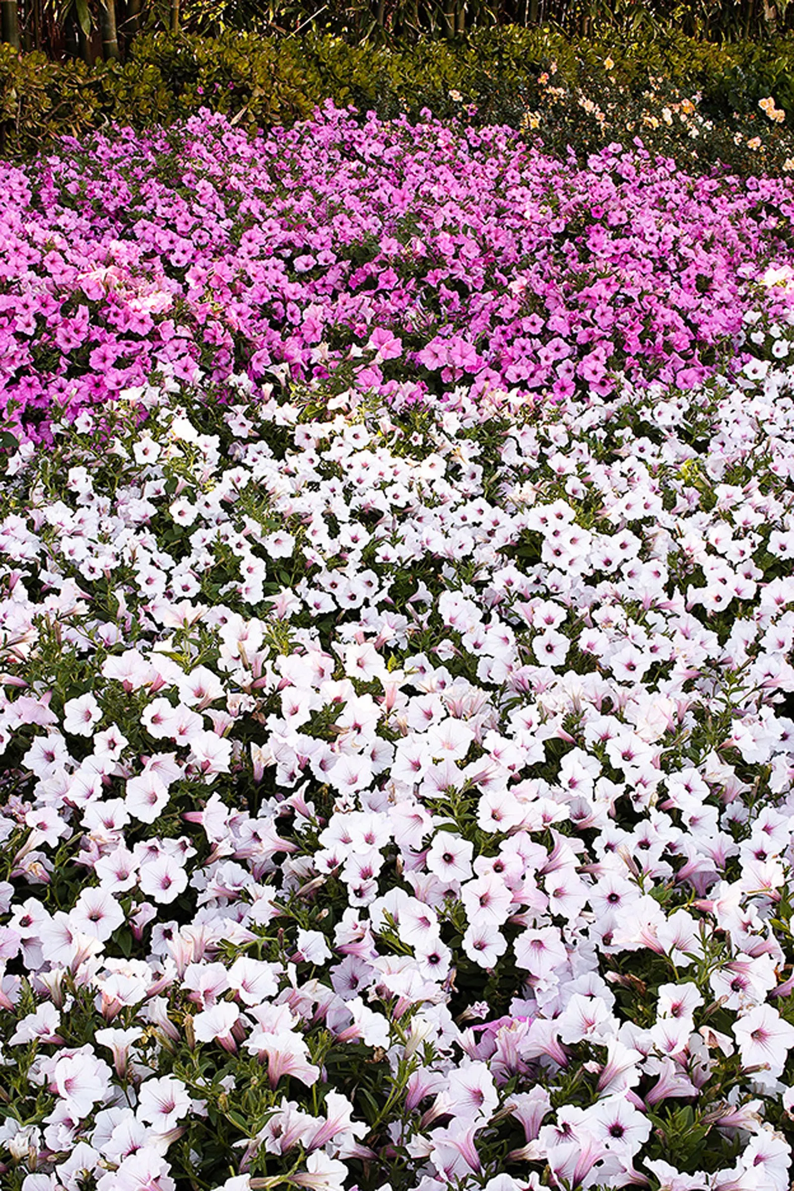 Bubblegum® II Petunia — Proven Winners - Supertunia Vista® Bubblegum® II - Petunia pink plant details, information and resources; what hasn’t, image 57