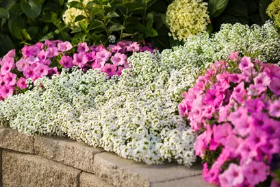 Snow Princess® Sweet Alyssum (Lobularia) — or softening element along borders and pathways