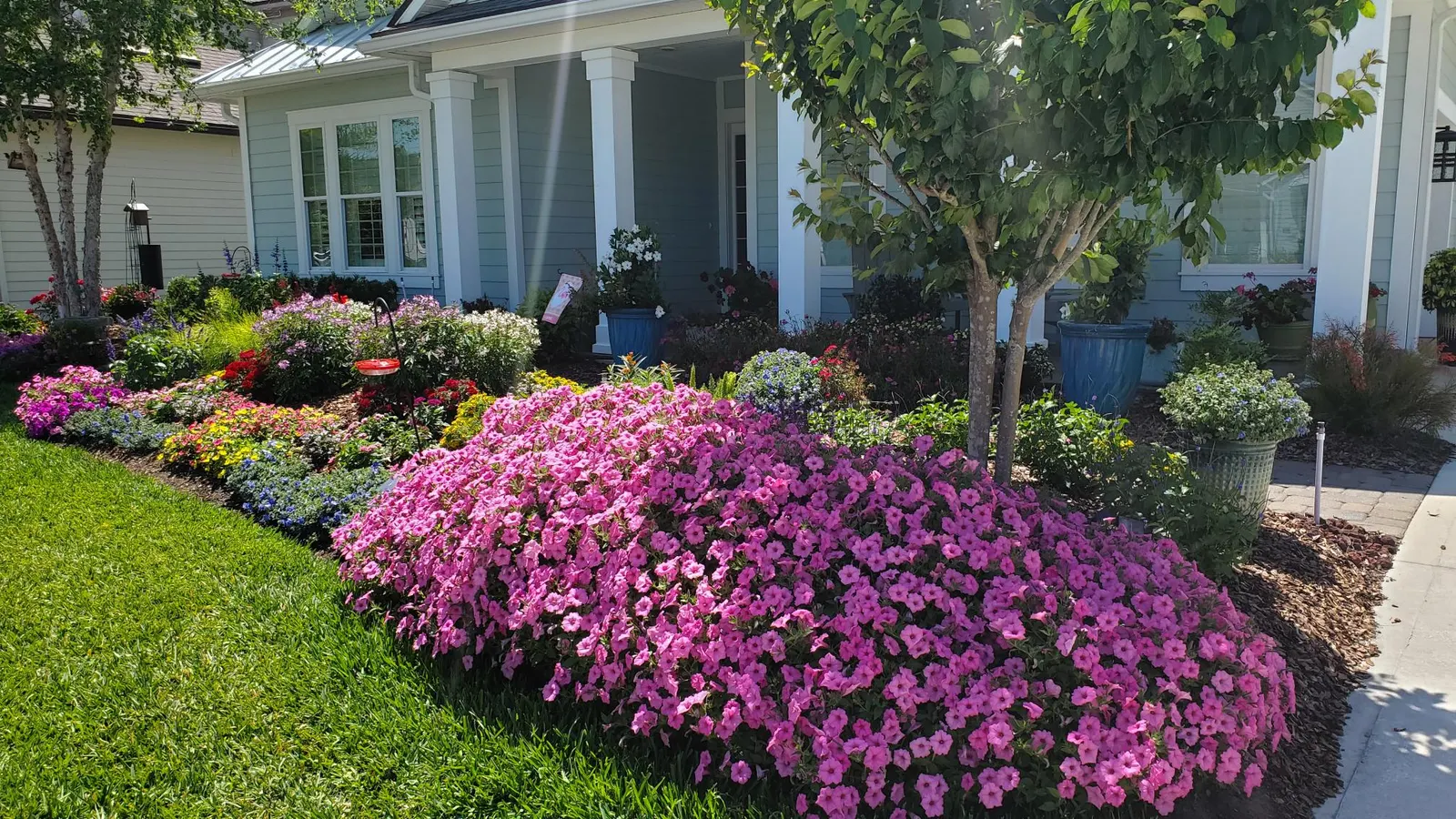 Bubblegum® II Petunia — If your plant begins to look open or a bit tired, an allover trim can be beneficial; but with consistently bright bubblegum pink