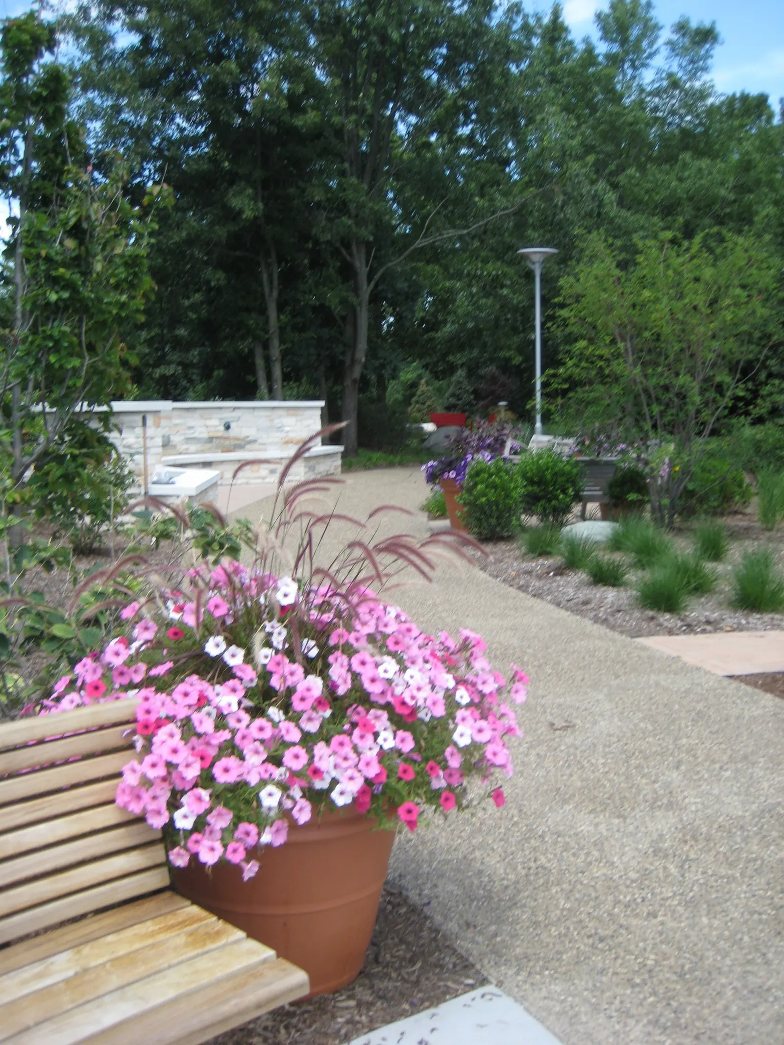 Bubblegum® II Petunia — but with consistently bright bubblegum pink flowers.; a second application of controlled release plant food should be, image 67