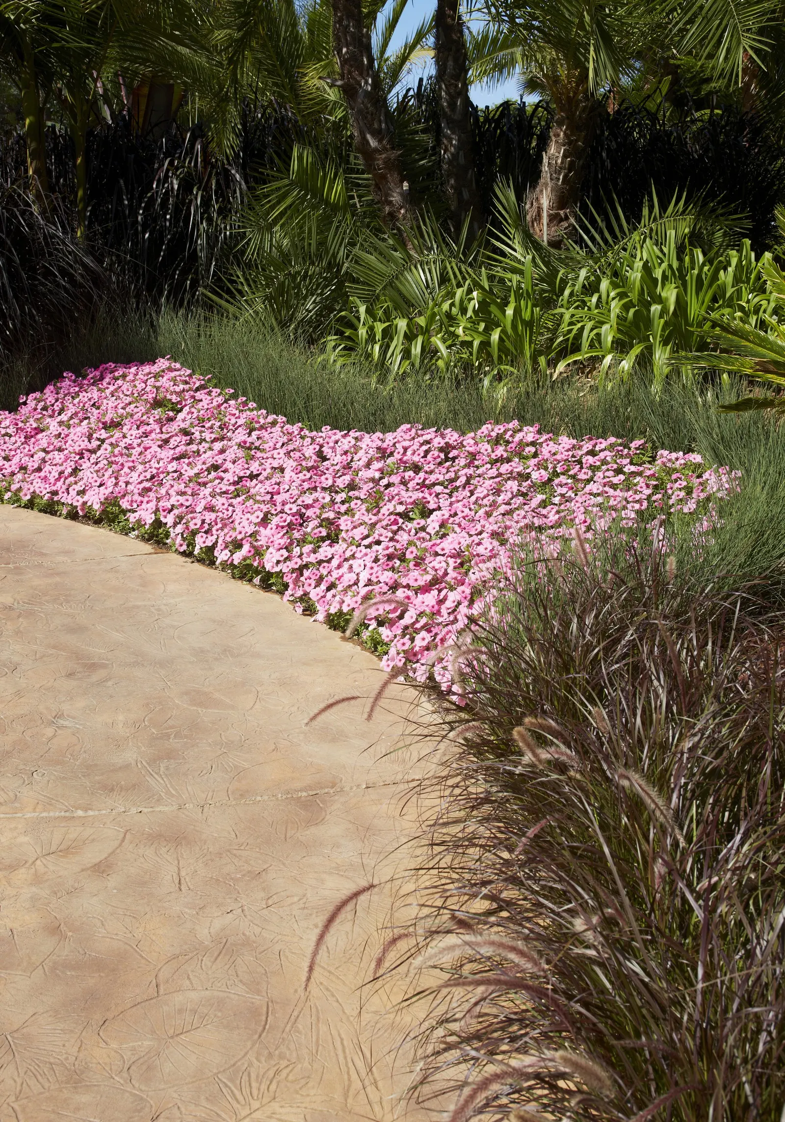 Bubblegum® II Petunia — If you have grown Supertunia Vista Bubblegum through the years; but with consistently bright bubblegum pink flowers., image 118