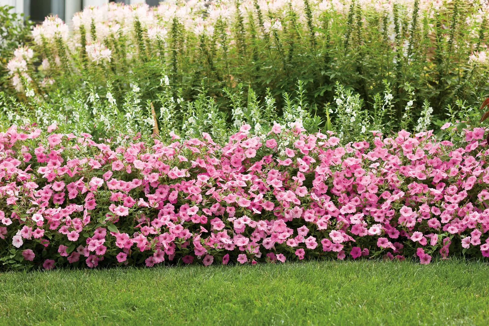 Bubblegum® II Petunia — This brighter pink version is Supertunia Vista Bubblegum II petunia; what hasn’t changed: its massive size and vigor