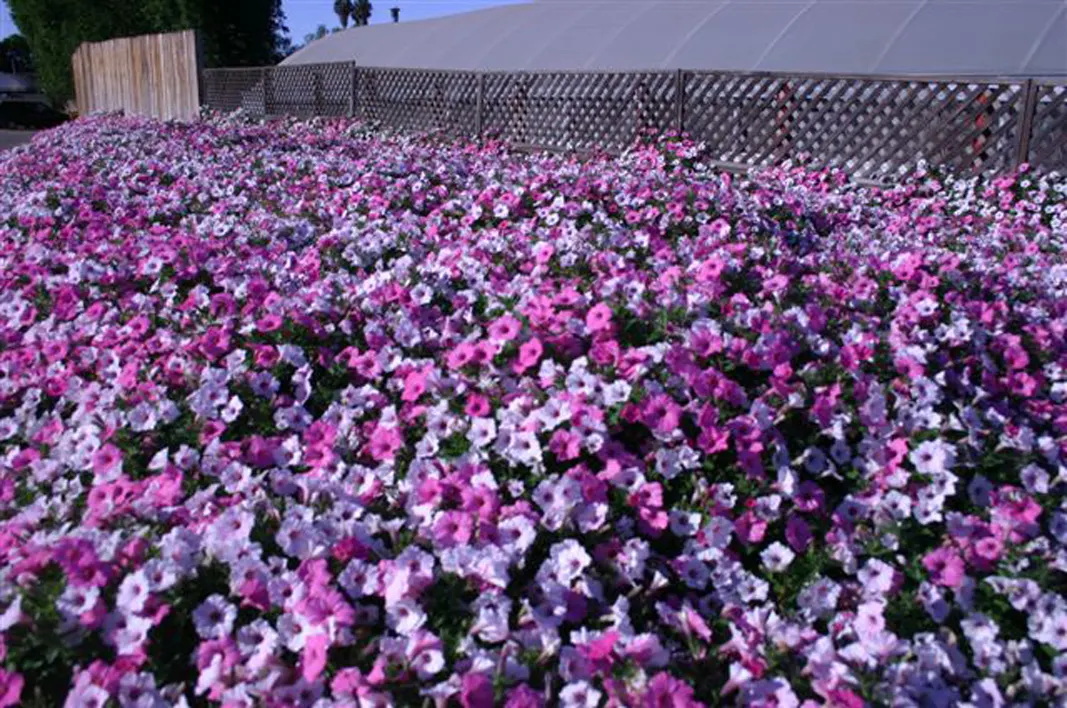 Silverberry Petunia — Use a sharp pair of scissors or pruning shears to trim back up to 1/3 of the volume of the plant; they have medium-sized, image 61