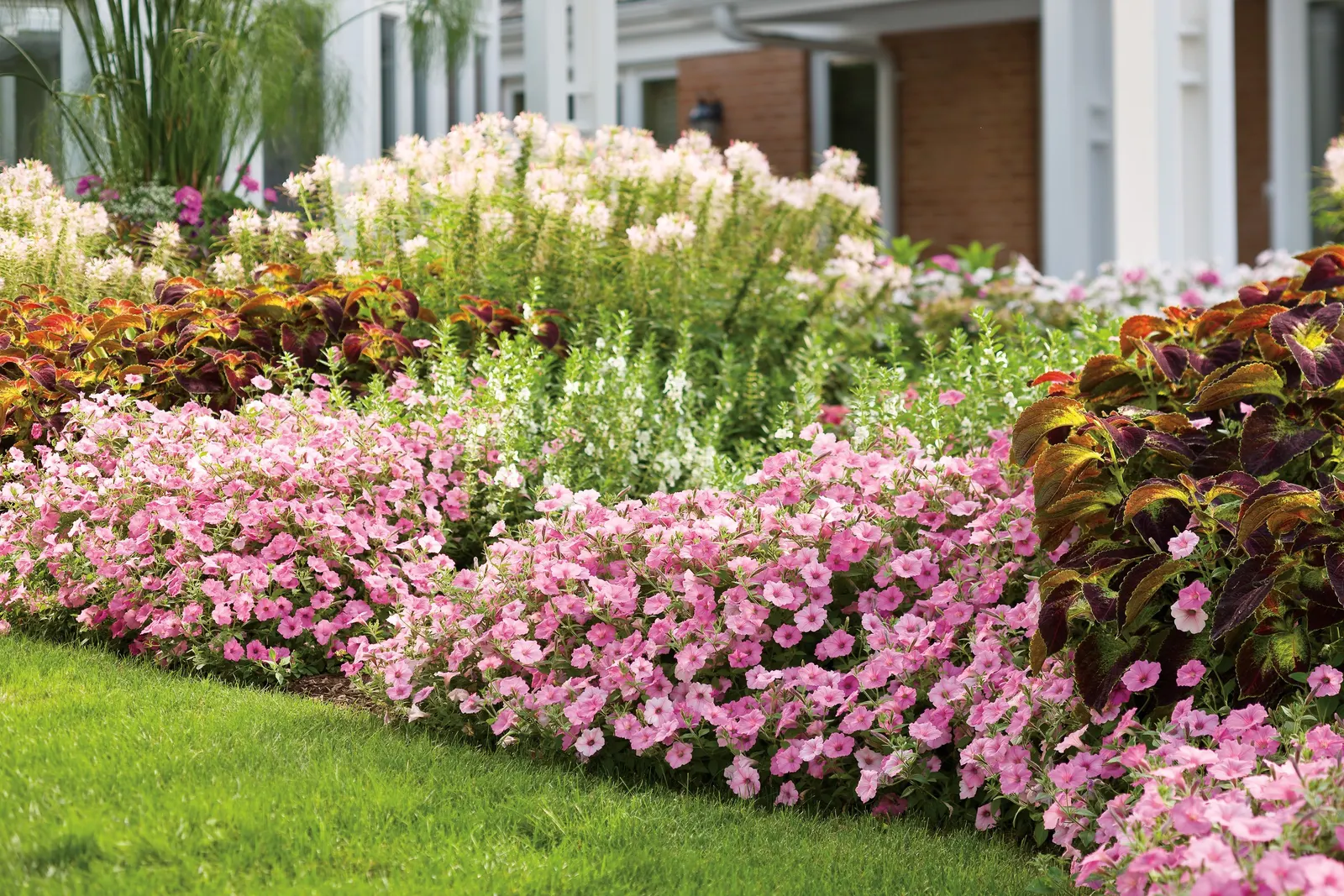 Bubblegum® II Petunia — but with consistently bright bubblegum pink flowers.; a second application of controlled release plant food should be considered for