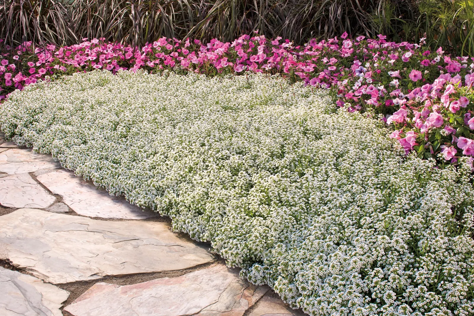 Bubblegum® II Petunia — If you have grown Supertunia Vista Bubblegum through the years