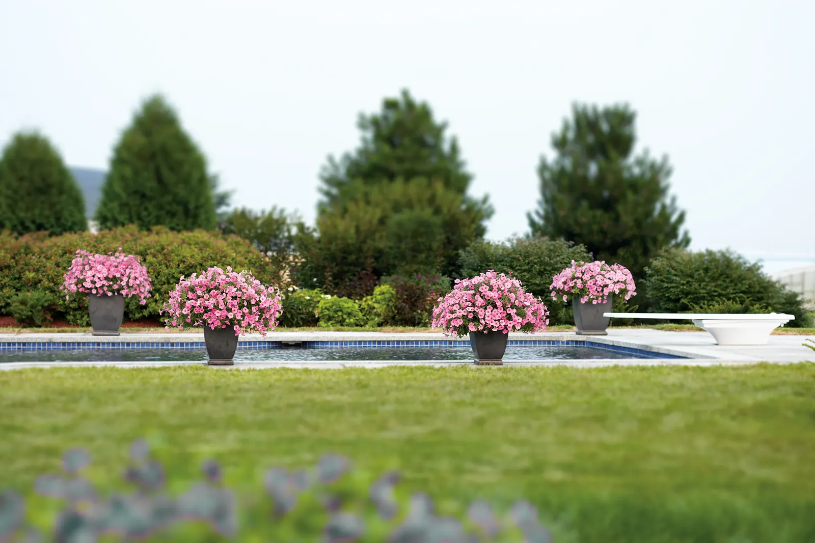 Bubblegum® II Petunia — but with consistently bright bubblegum pink flowers.; a second application of controlled release plant food should be, image 95