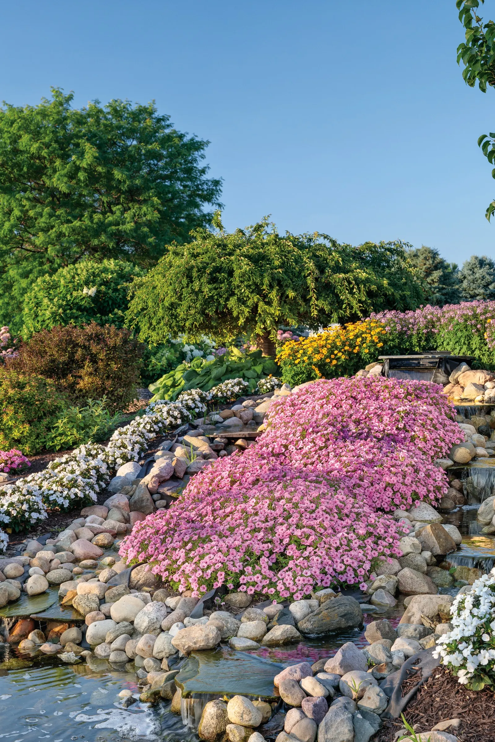 Señorita Rosalita® Spider Flower (Cleome) — So far, it has been seen mainly in South Florida, though the management approach is the same throughout the US