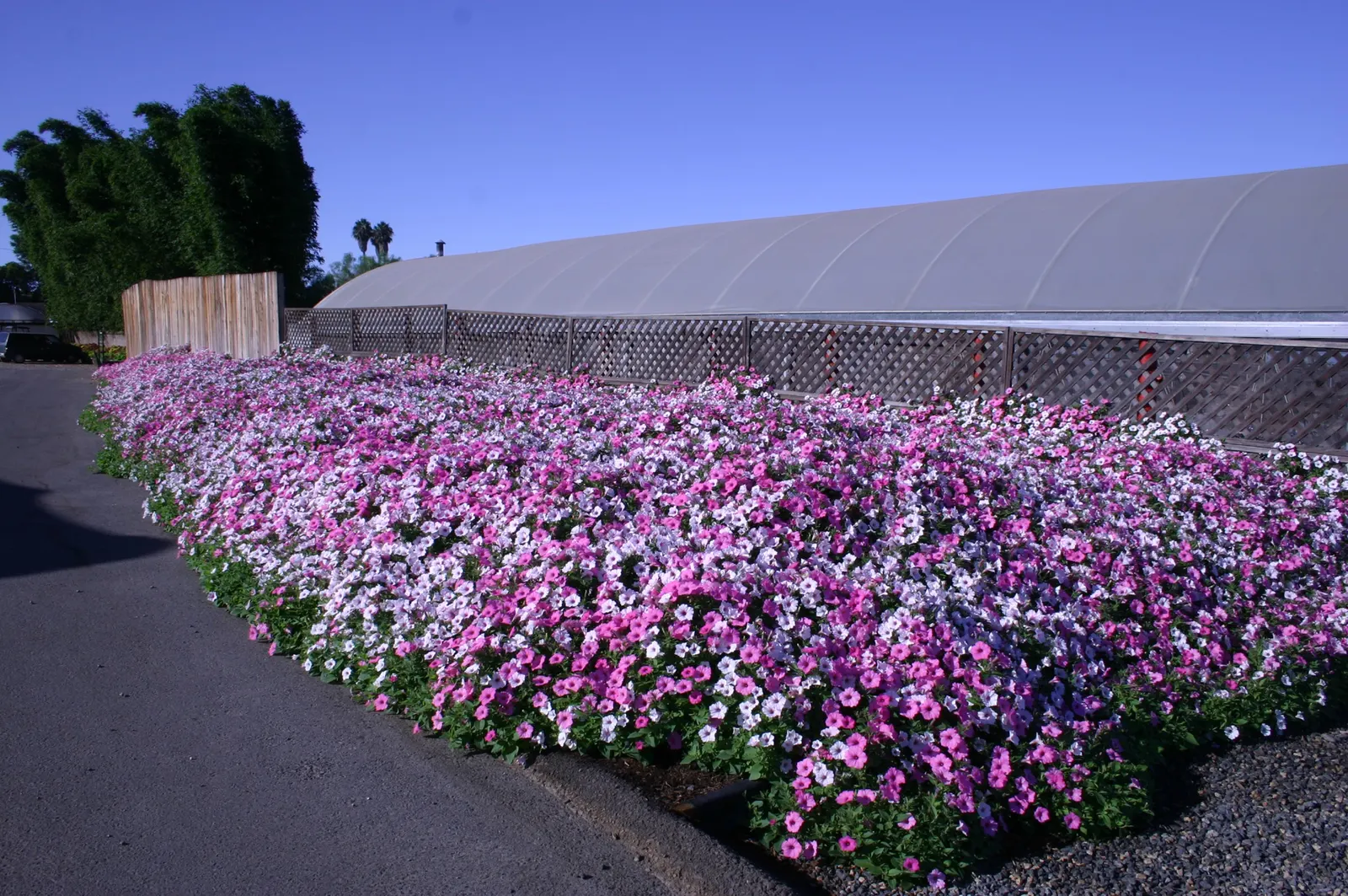 Bubblegum® II Petunia — a second application of controlled release plant food should be considered for landscape plantings; but with consistently, image 102