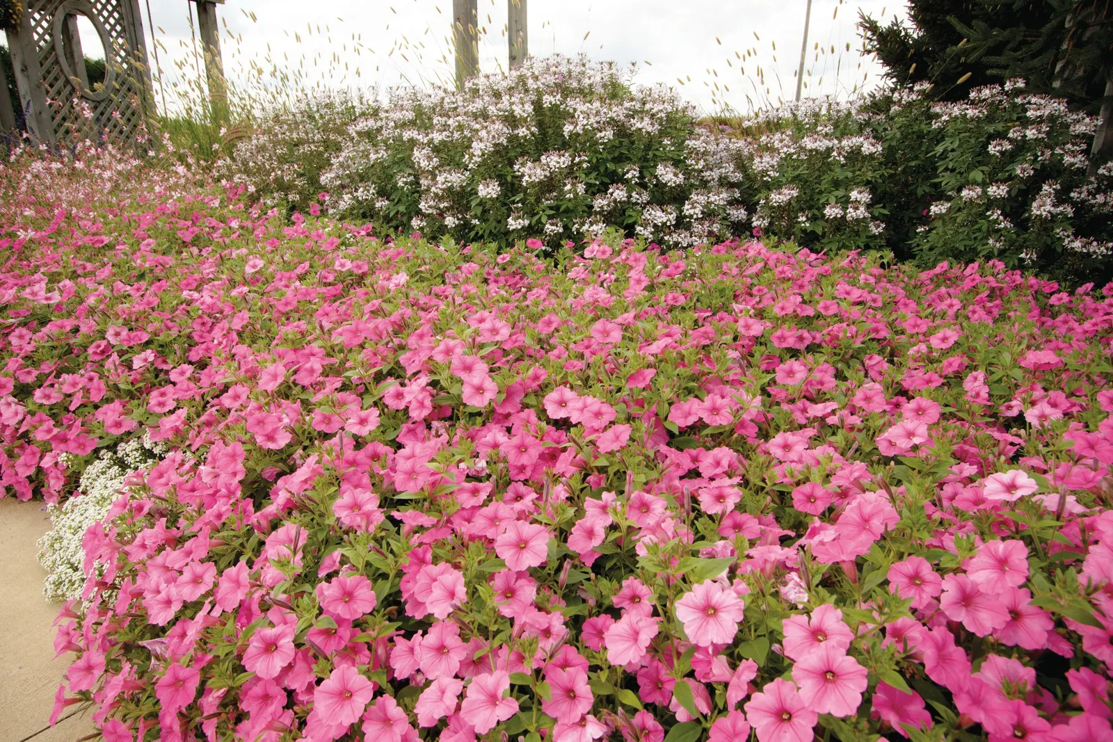 Bubblegum® II Petunia — As we produce our stock each year, we have been selecting those that have the more intense pink color