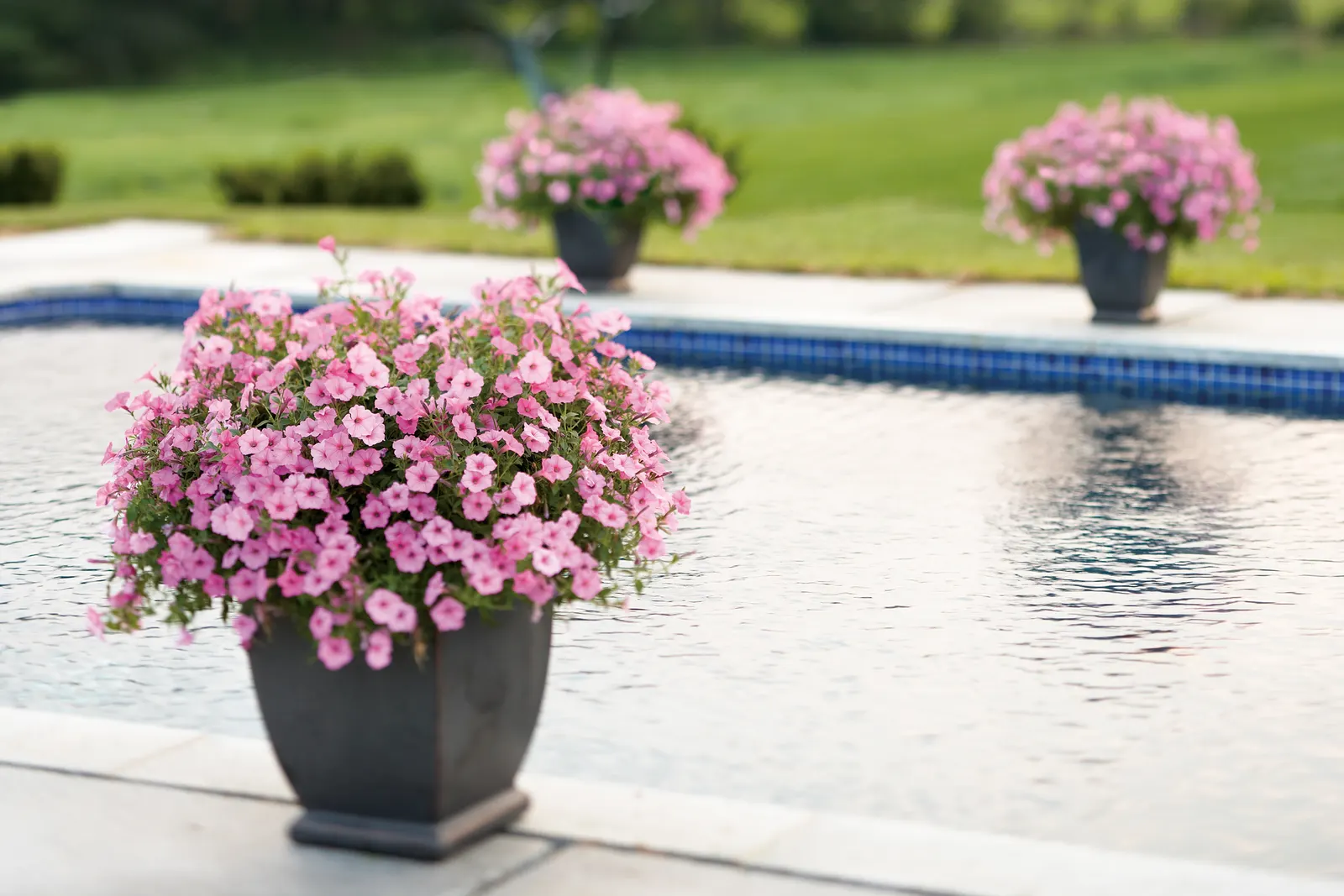 Bubblegum® II Petunia — If you have a very long season; what hasn’t changed: its massive size and vigor, image 101