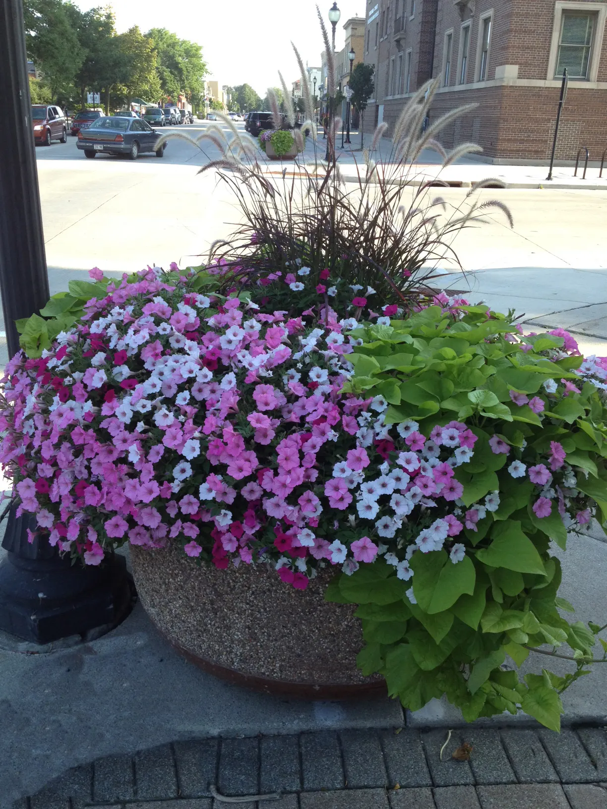Silverberry Petunia — I pair any trim with a dose of water soluble fertilizer to provide instant energy to help kickstart new growth; in general, image 62