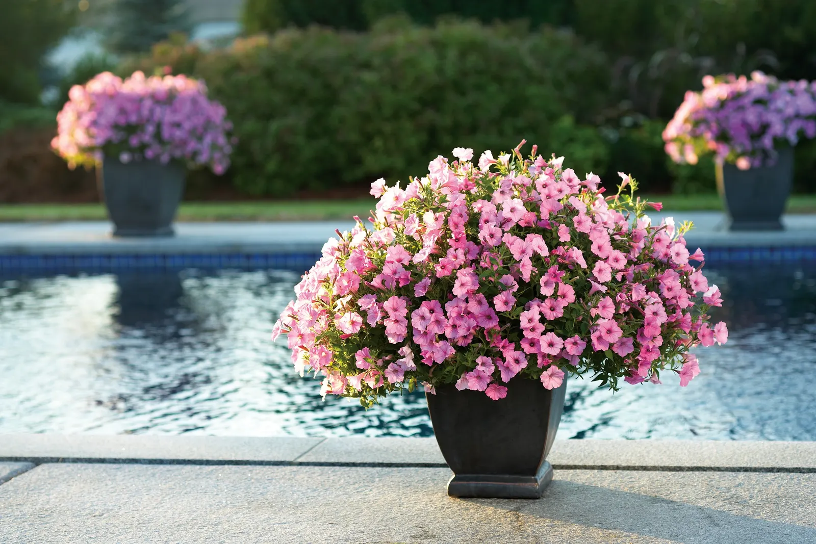 Bubblegum® II Petunia — Your plant will take a week to recover from the trim