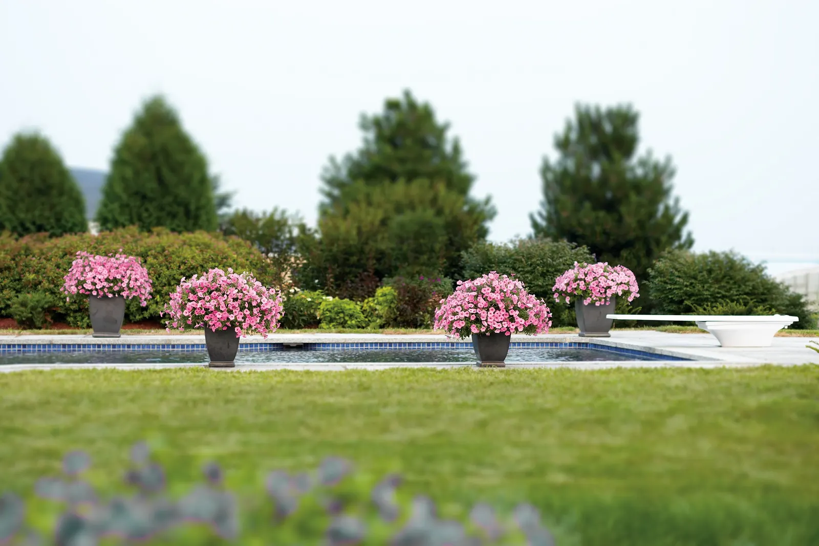 Bubblegum® II Petunia — They will perform best if an application of controlled release fertilizer is included at the time of planting