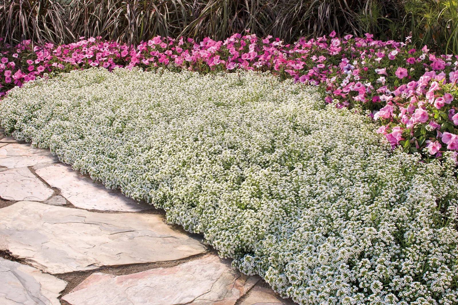 Snow Princess® Sweet Alyssum (Lobularia) — and occasional feeding; no deadheading is needed