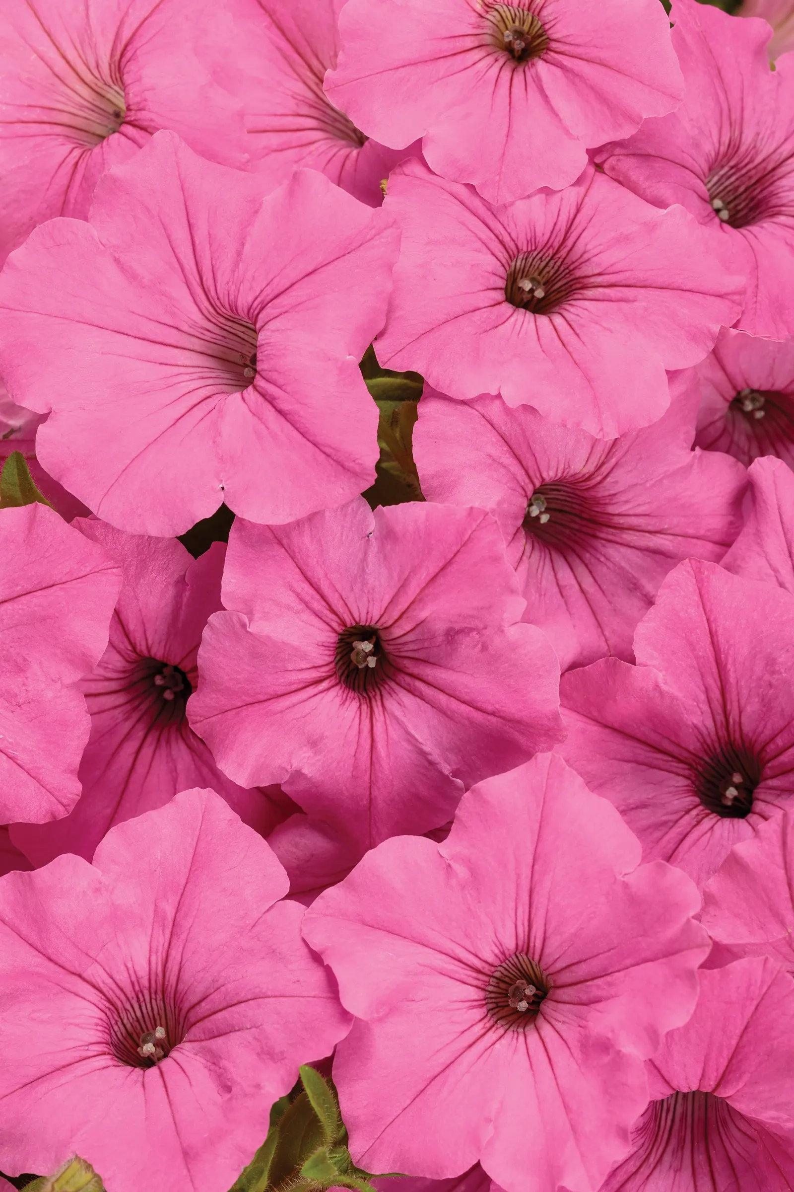 Bubblegum® II Petunia — Use a sharp pair of scissors or pruning shears to trim back up to 1/3 of the volume of the plant; a second application of, image 163