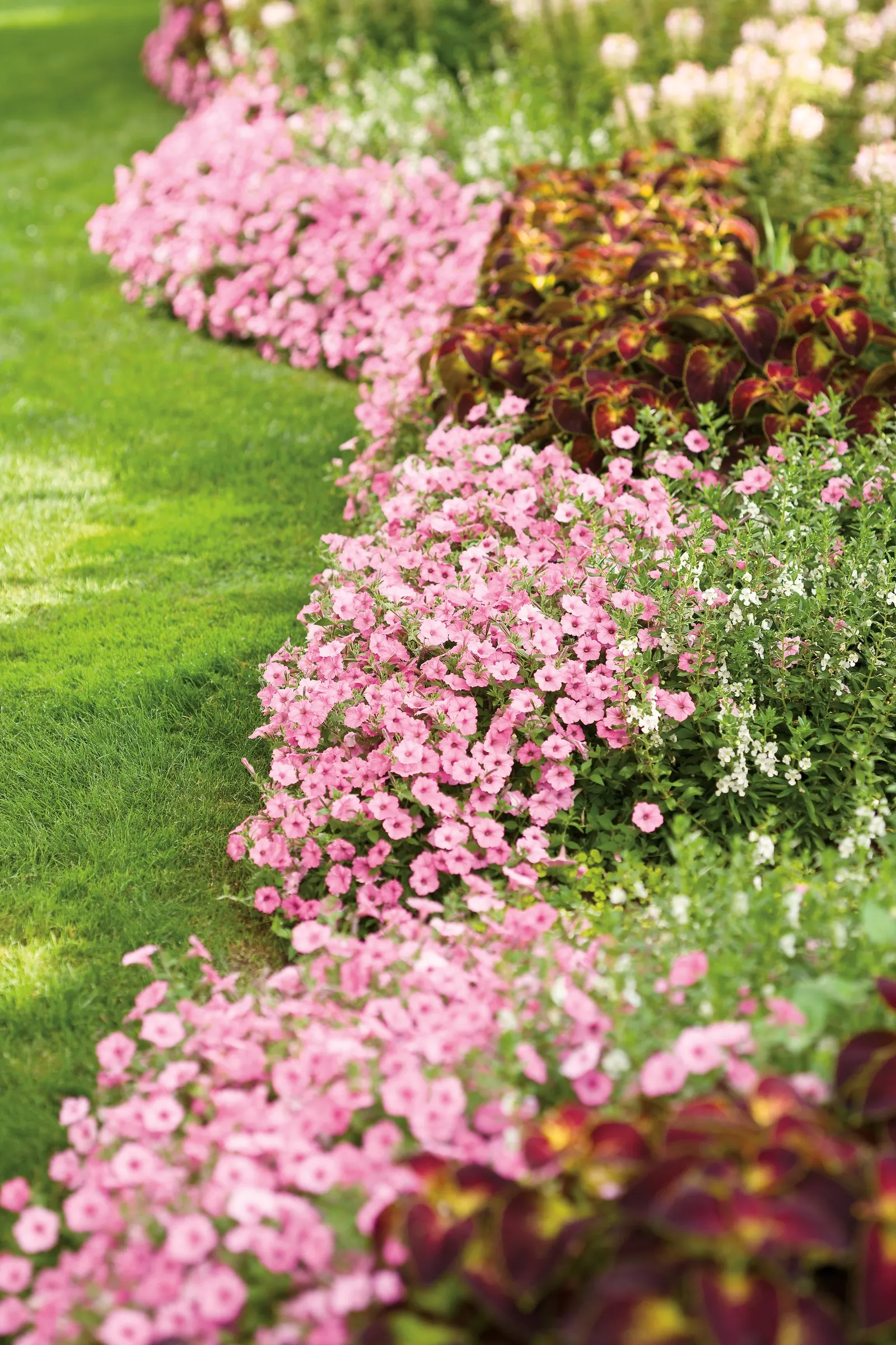 Bubblegum® II Petunia — If you have a very long season