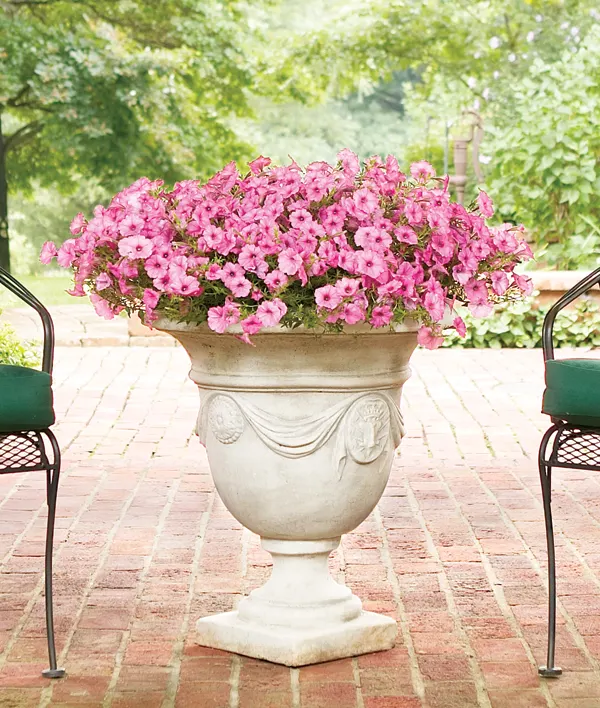 Bubblegum® II Petunia — These extra applications of plant food really makes a difference in performance through the summer; what hasn’t changed, image 105