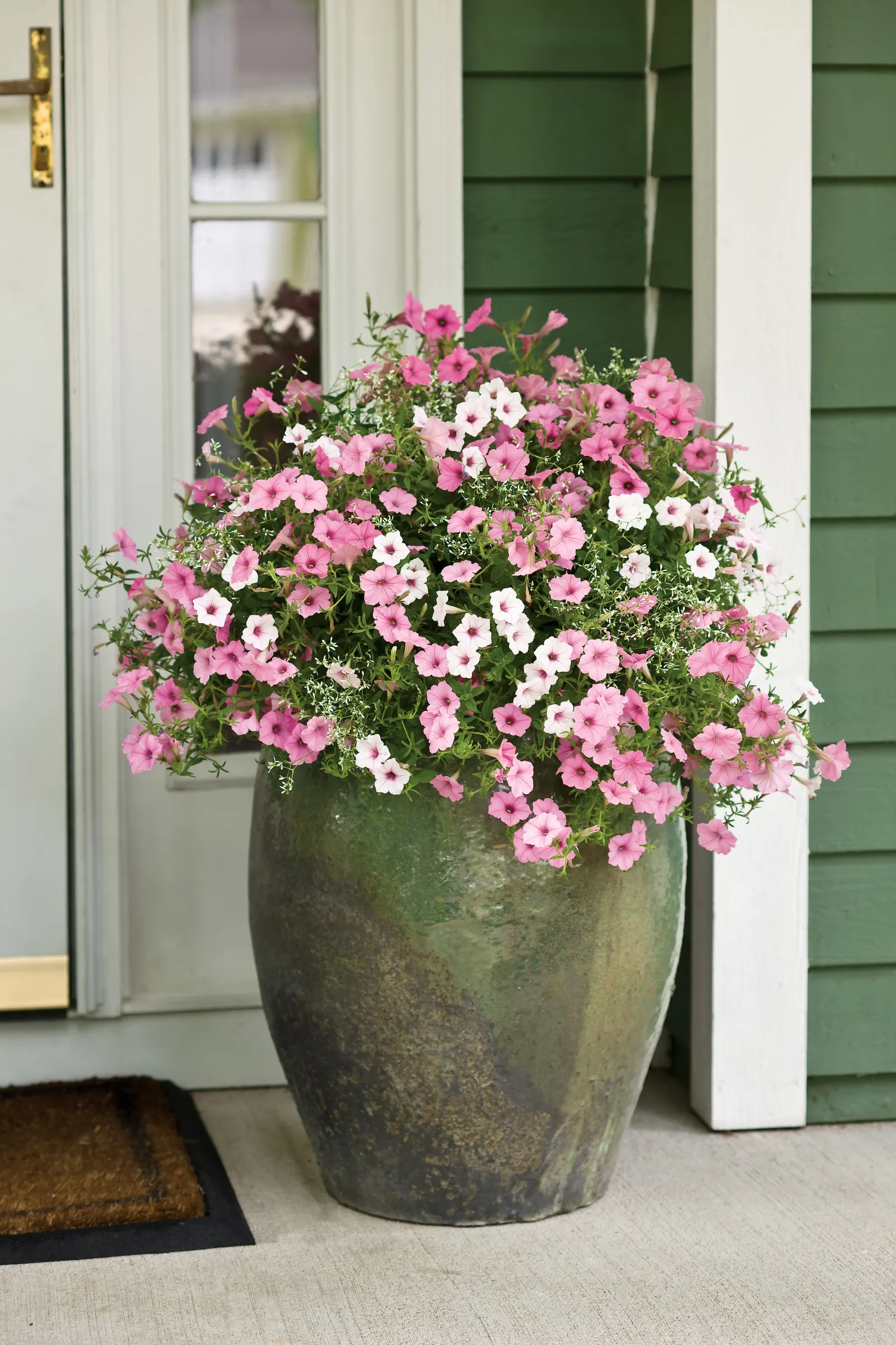 Silverberry Petunia — white flowers in the garden