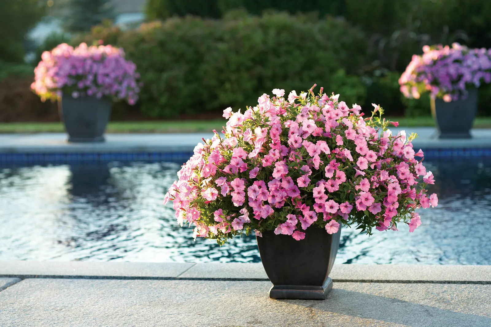 Bubblegum® II Petunia — In general, containers need to be fed more than landscape plants; a second application of controlled release plant food should be