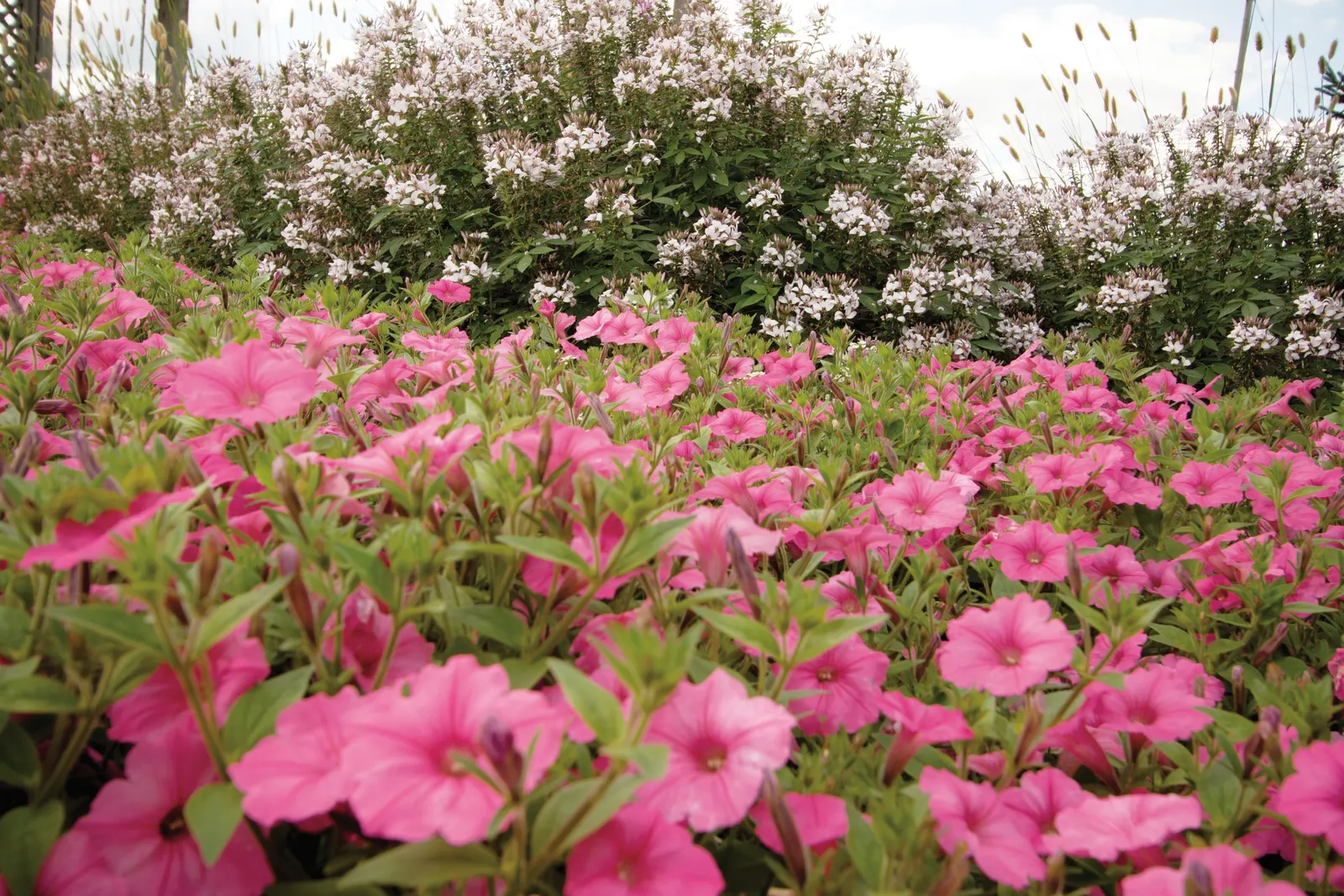Bubblegum® II Petunia — a second application of controlled release plant food should be considered for landscape plantings