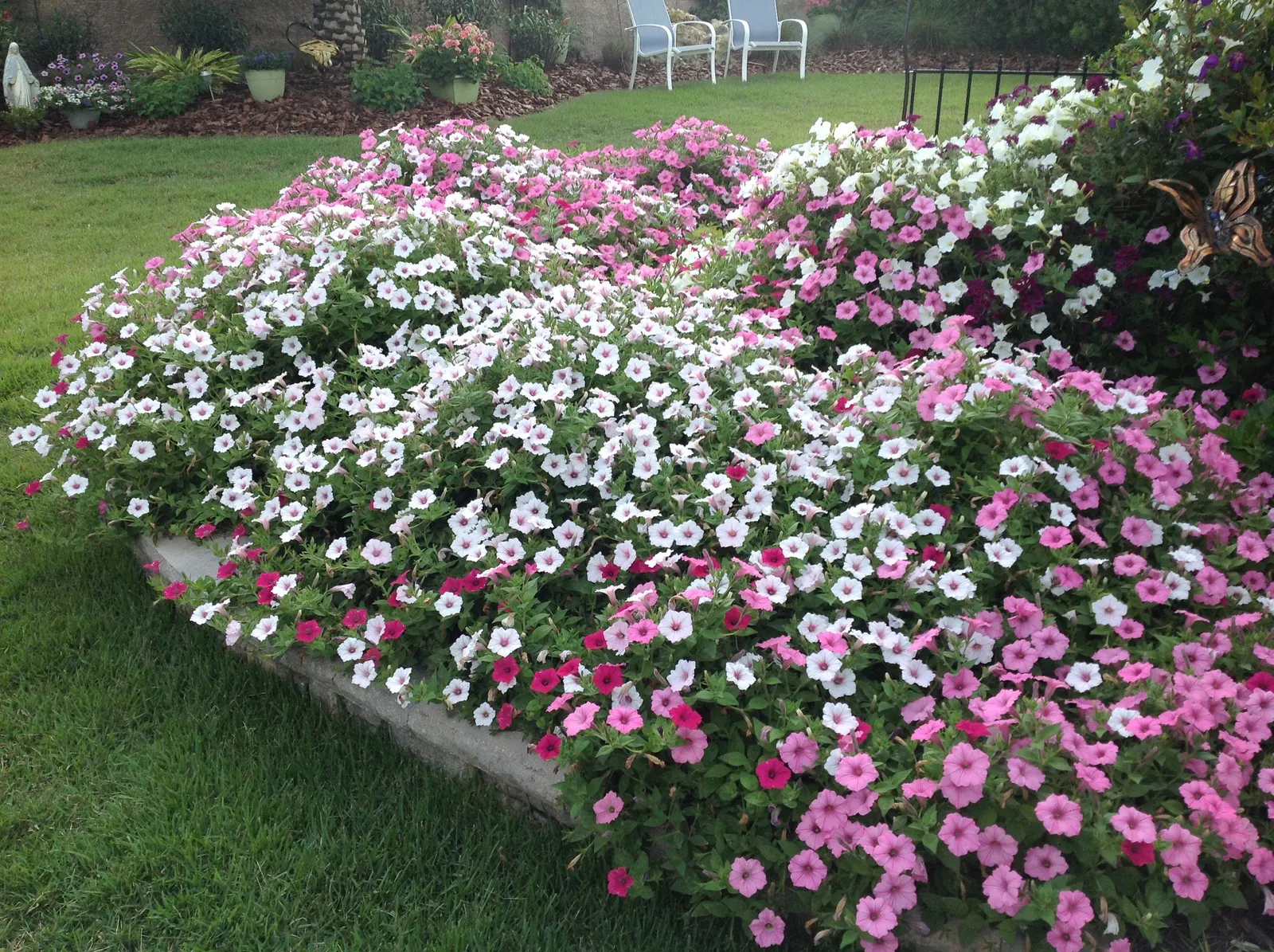 Silverberry Petunia — They are fantastic landscape plants and are great in large containers; i pair any trim with a dose of water soluble, image 47