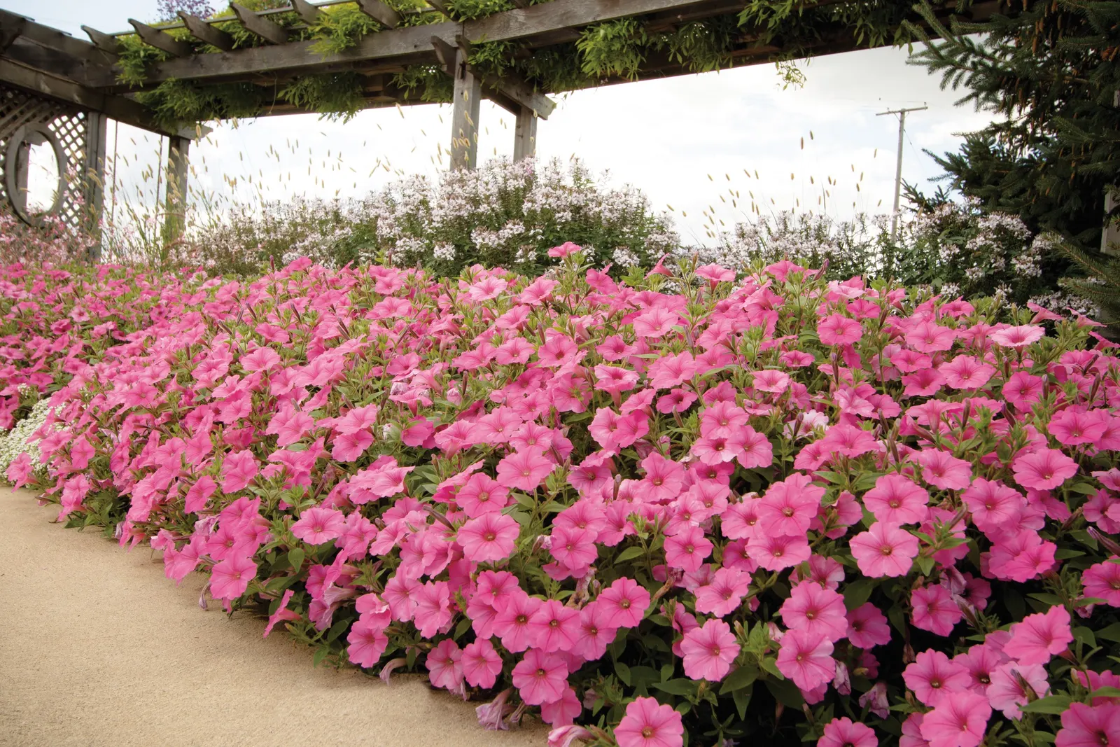 Bubblegum® II Petunia — Supertunias are heavy feeders, but a single dose is usually sufficient for landscape beds in most climates