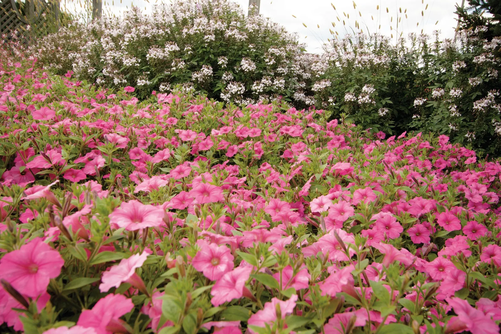 Bubblegum® II Petunia — This brighter pink version is Supertunia Vista Bubblegum II petunia