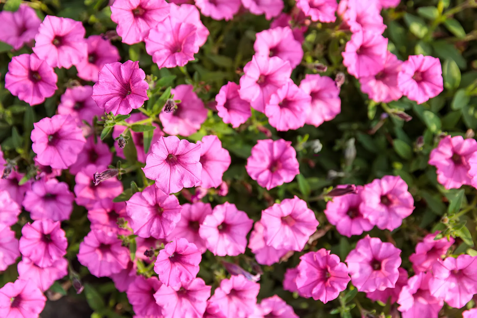 Bubblegum® II Petunia — Supertunias in containers will need to be fed more regularly to be their absolute best; your plant will take a week to, image 160