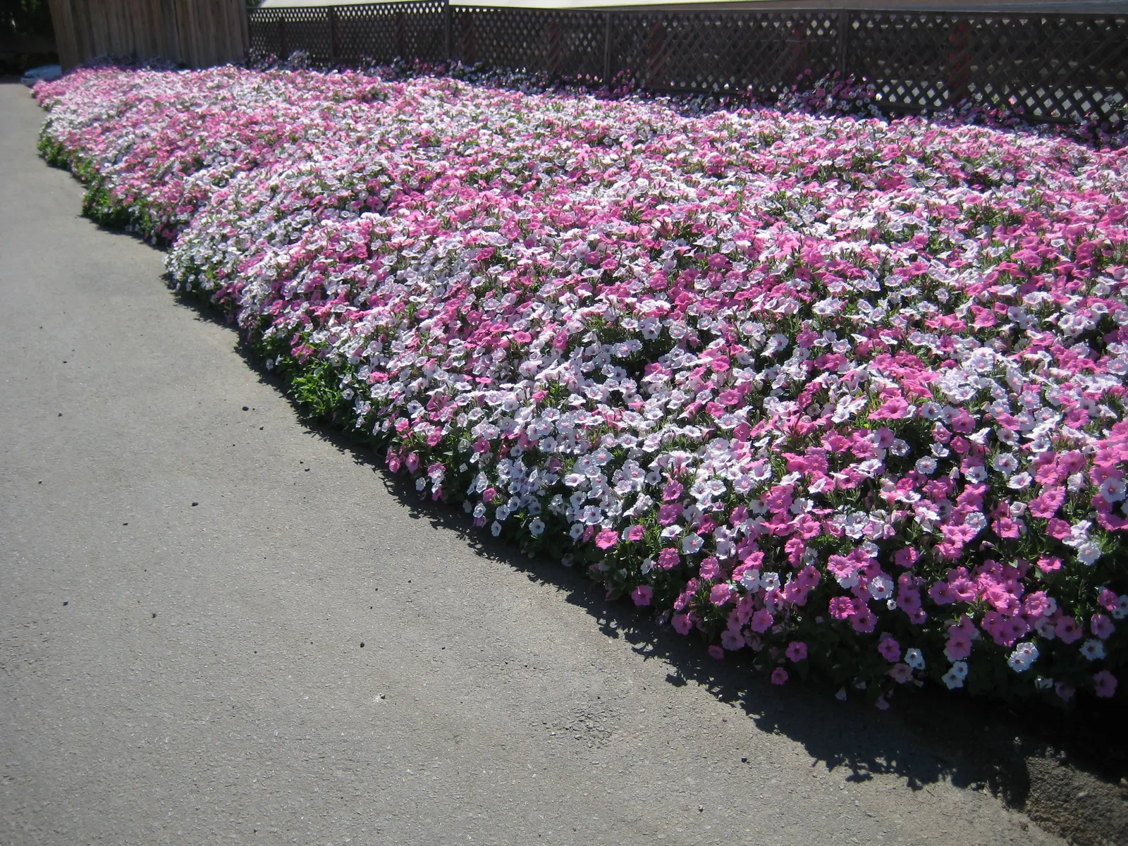 Bubblegum® II Petunia — I pair any trim with a dose of water soluble fertilizer to provide instant energy to help kickstart new growth; your plant, image 108