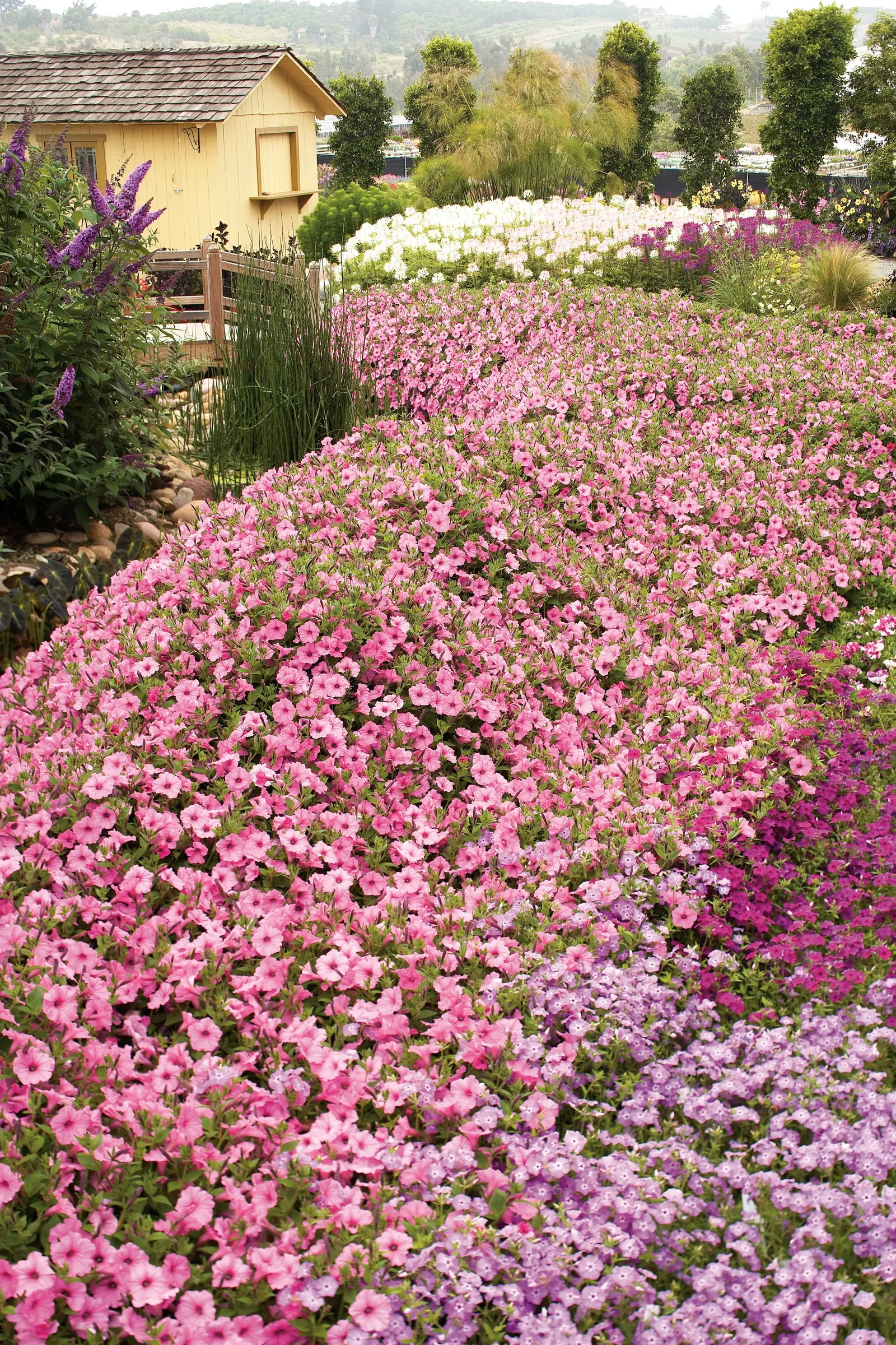 Bubblegum® II Petunia — These are heat tolerant plants