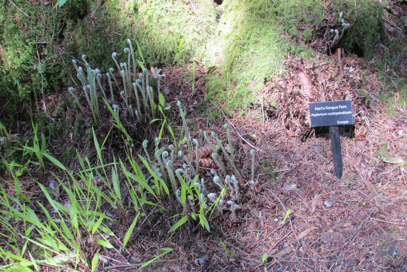 Hart's Tongue Fern (Asplenium Scolopendrium) — typically reaching lengths of 10 to 18 inches