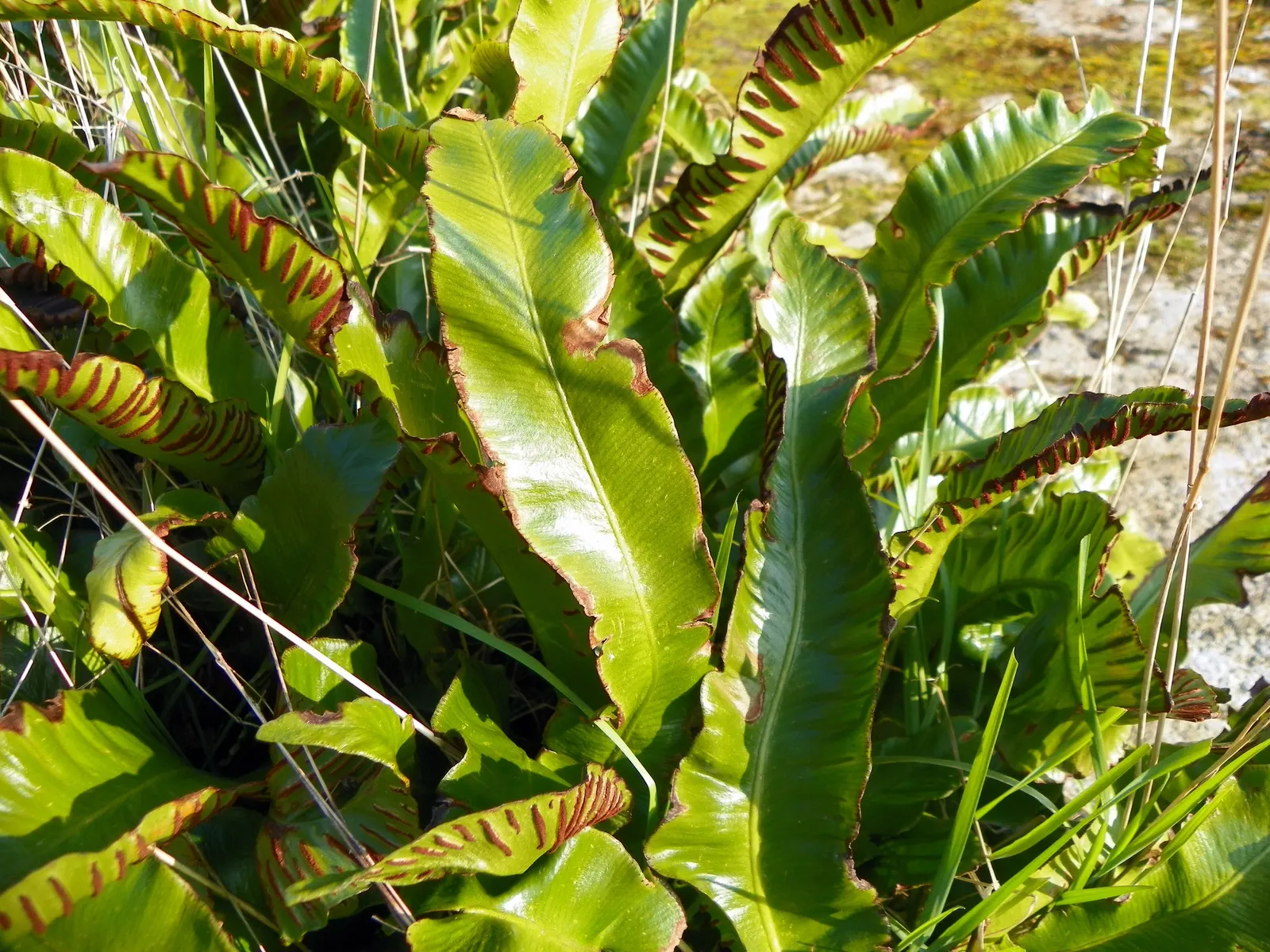 Hart's Tongue Fern (Asplenium Scolopendrium) — <br><br>Hart's Tongue Fern favors USDA Hardiness Zones 5 through 8 and thrives in partial to full shade