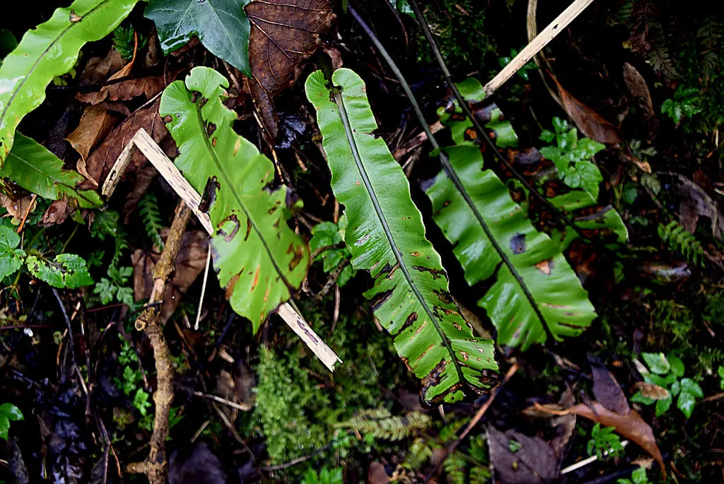 Hart's Tongue Fern (Asplenium Scolopendrium) — sori form a herringbone pattern; appreciated for its distinctive