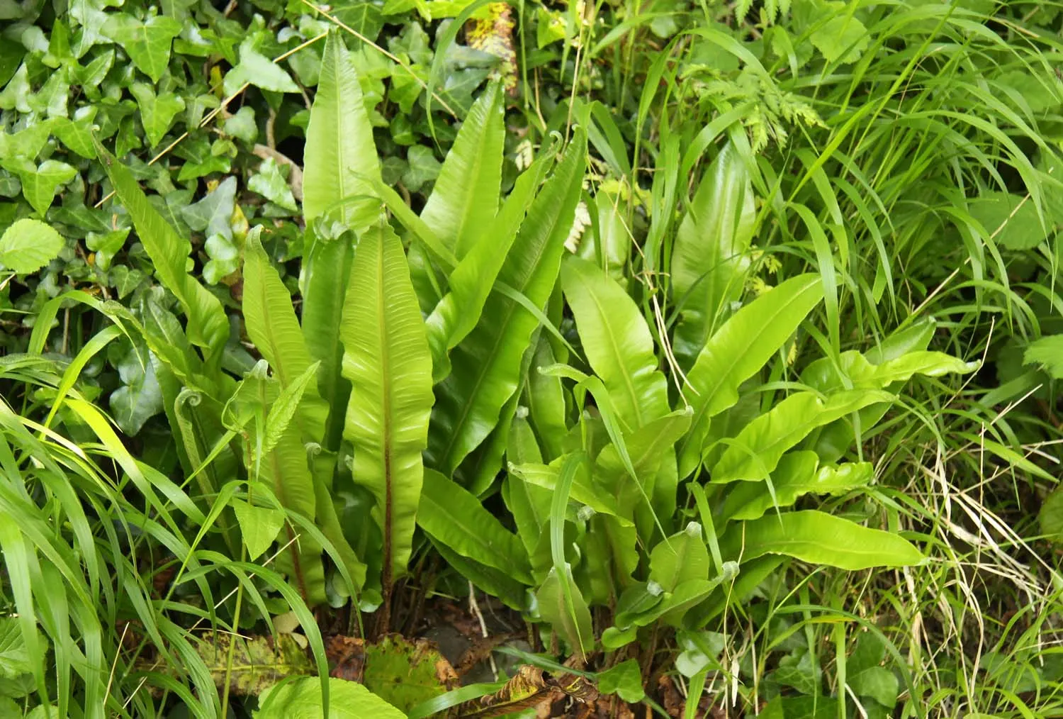 Hart's Tongue Fern (Asplenium Scolopendrium) — glossy fronds splay outwards like green tongues; typically reaching lengths of 10 to 18 inches, image 134