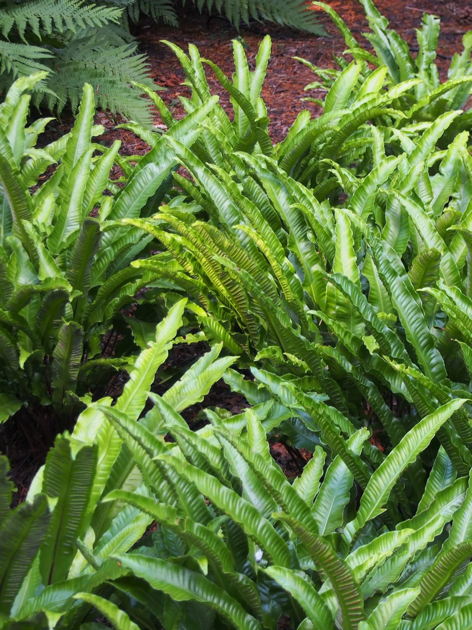 Hart's Tongue Fern (Asplenium Scolopendrium) — It prefers consistently moist, but not soggy, soil with good drainage and a slightly alkaline pH; it prefers
