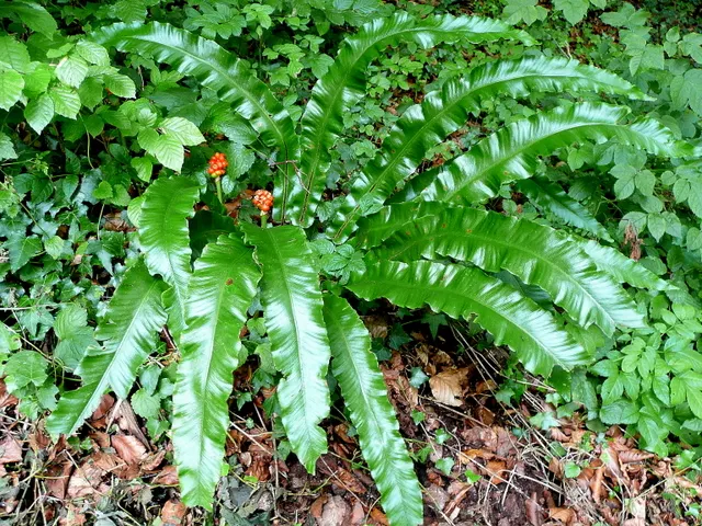 Hart's Tongue Fern (Asplenium Scolopendrium) — scolopendrium as an ornamental candidate for shaded borders; sori form a herringbone pattern, image 74