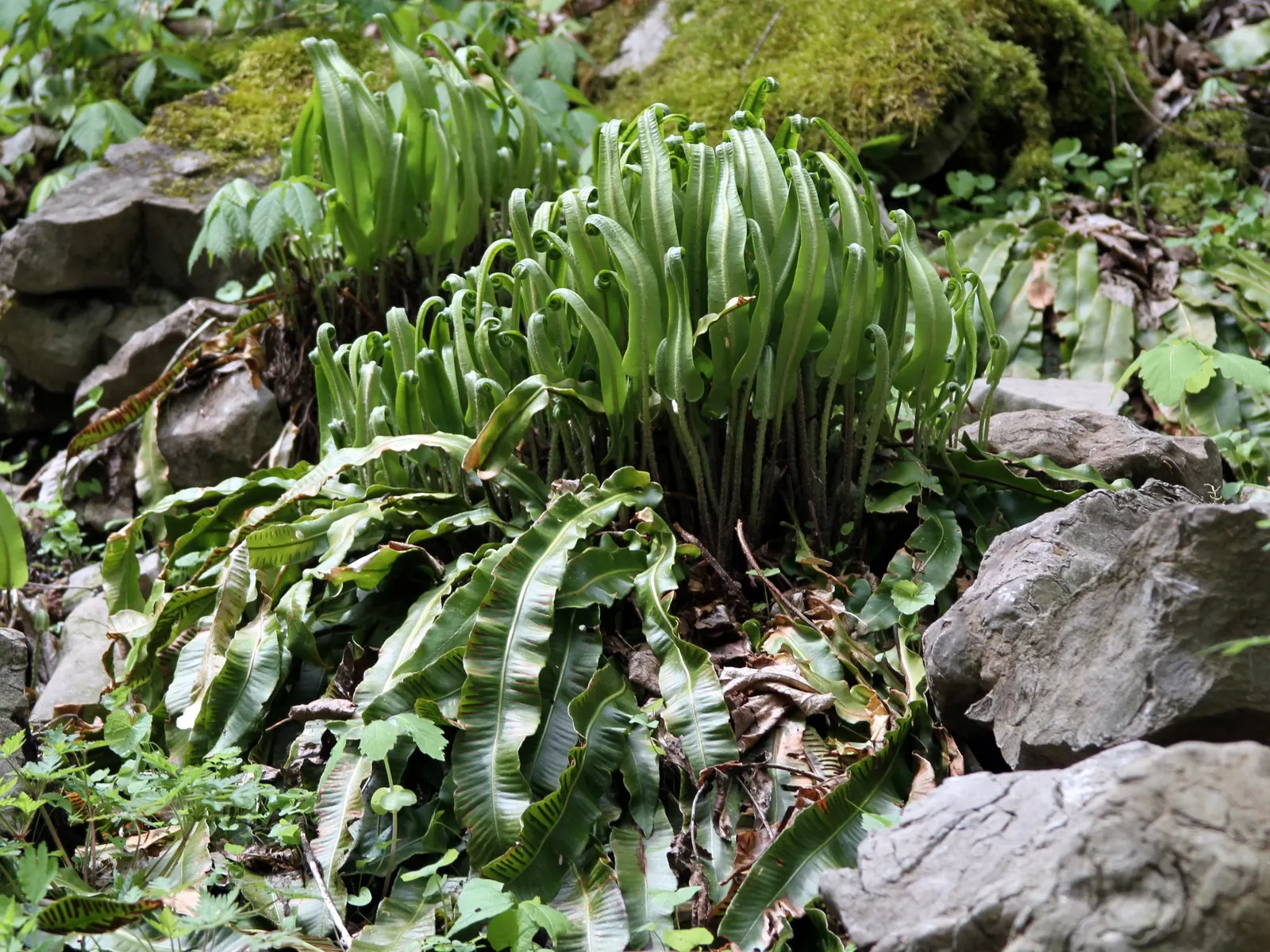 Hart's Tongue Fern (Asplenium Scolopendrium) — Along the back of each mature frond; incorporating this fern into a landscape provides exceptional, image 114