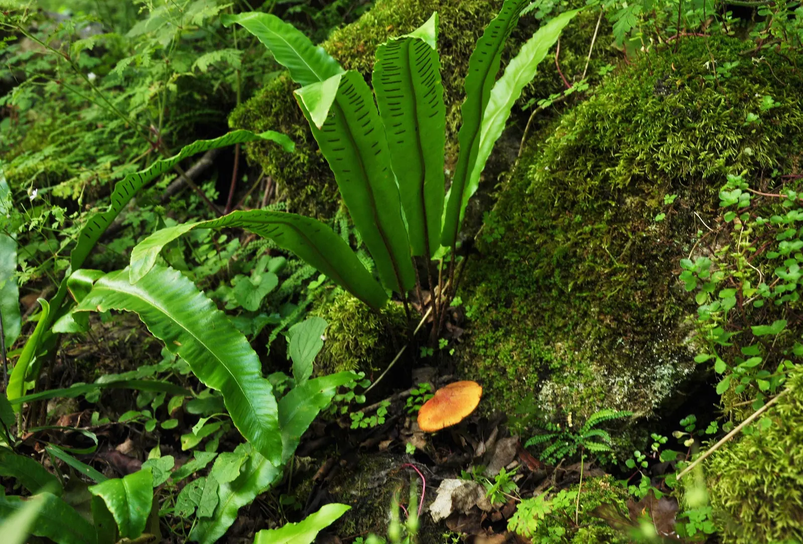 Hart's Tongue Fern (Asplenium Scolopendrium) — they boast a strap-like appearance; well-drained soil with a neutral to alkaline pH, image 162