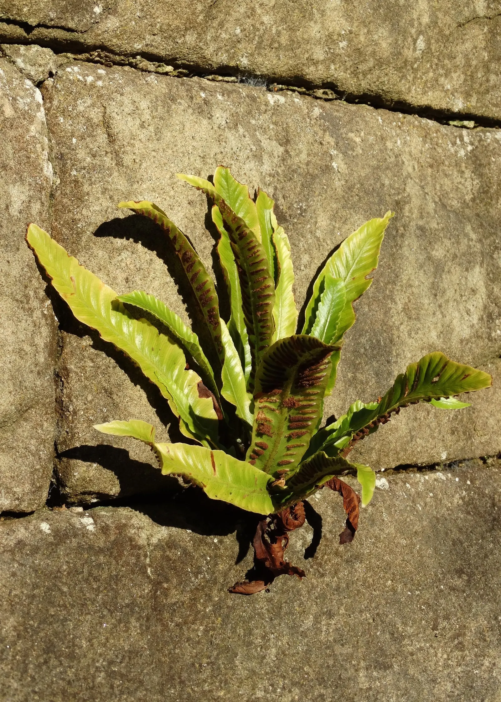 Hart's Tongue Fern (Asplenium Scolopendrium) — <br><br>Hart's Tongue Fern favors USDA Hardiness Zones 5 through 8 and thrives in partial to full, image 167