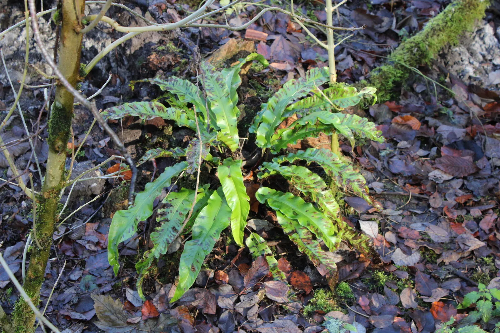 Hart's Tongue Fern (Asplenium Scolopendrium) — scolopendrium apart are its fronds - simple and undivided; scolopendrium as an ornamental candidate, image 136