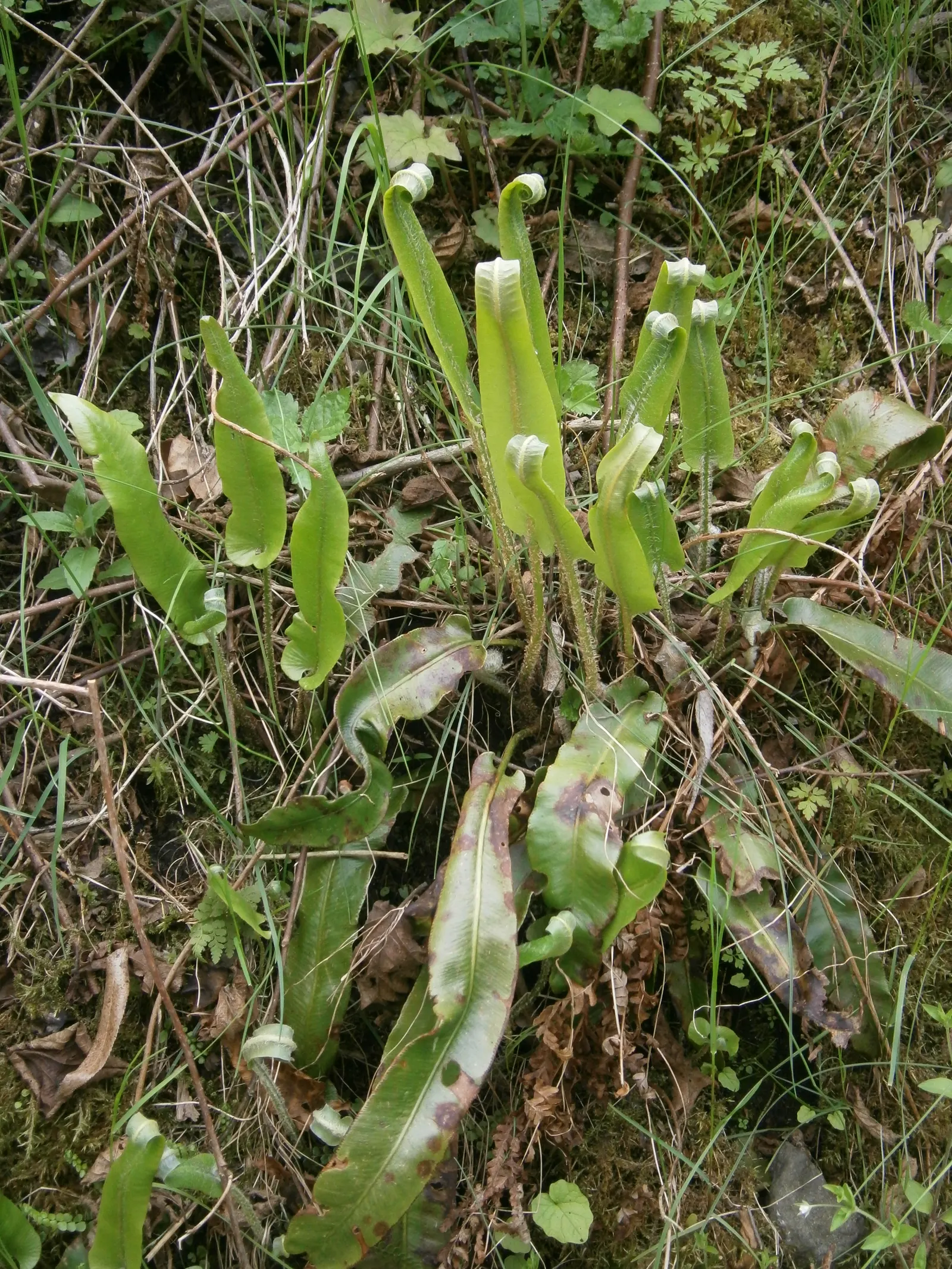Hart's Tongue Fern (Asplenium Scolopendrium) — especially when planted against coarser ferns or as an accent in rock gardens; it prefers, image 171