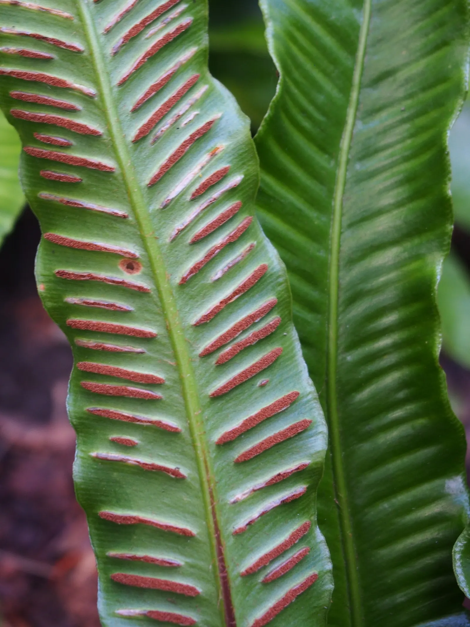 Hart's Tongue Fern (Asplenium Scolopendrium) — Thriving in USDA zones 5-8; fern for deep shade or half or shade, image 179
